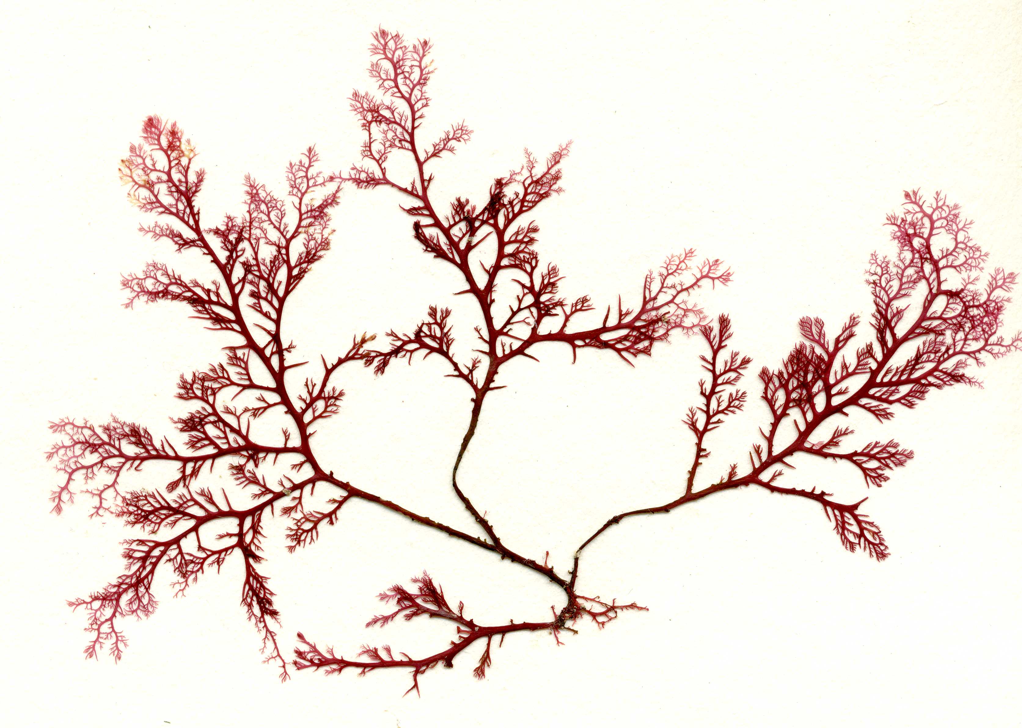 Plocamium pacificum – S. Lindstrom