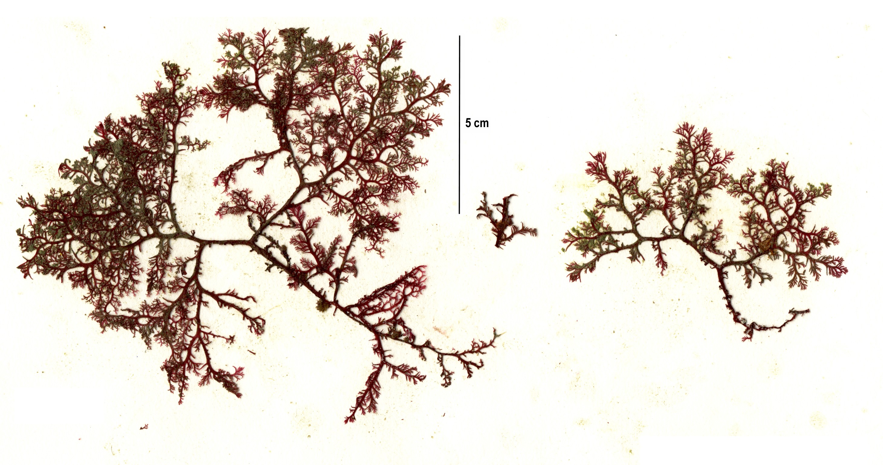 Plocamium pacificum – S. Lindstrom · British Columbia · August 2017