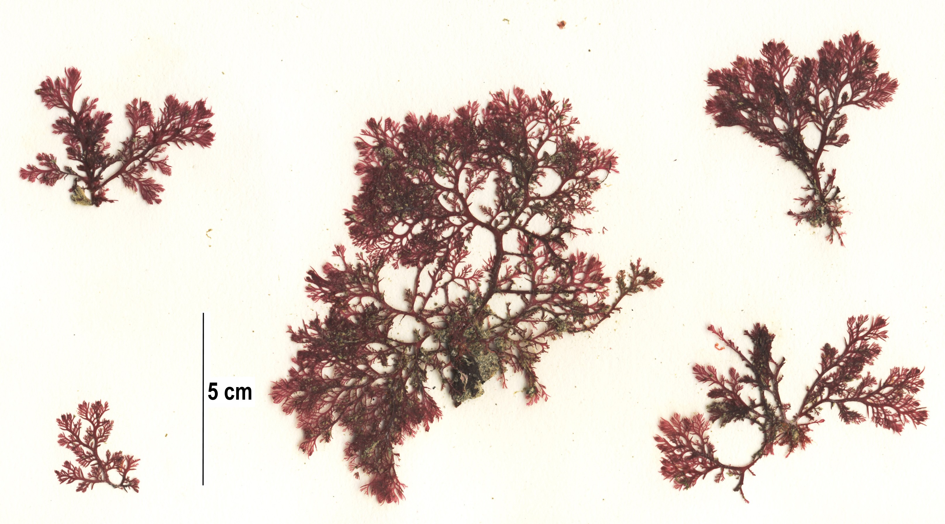 Plocamium pacificum – S. Lindstrom · British Columbia · May 2013