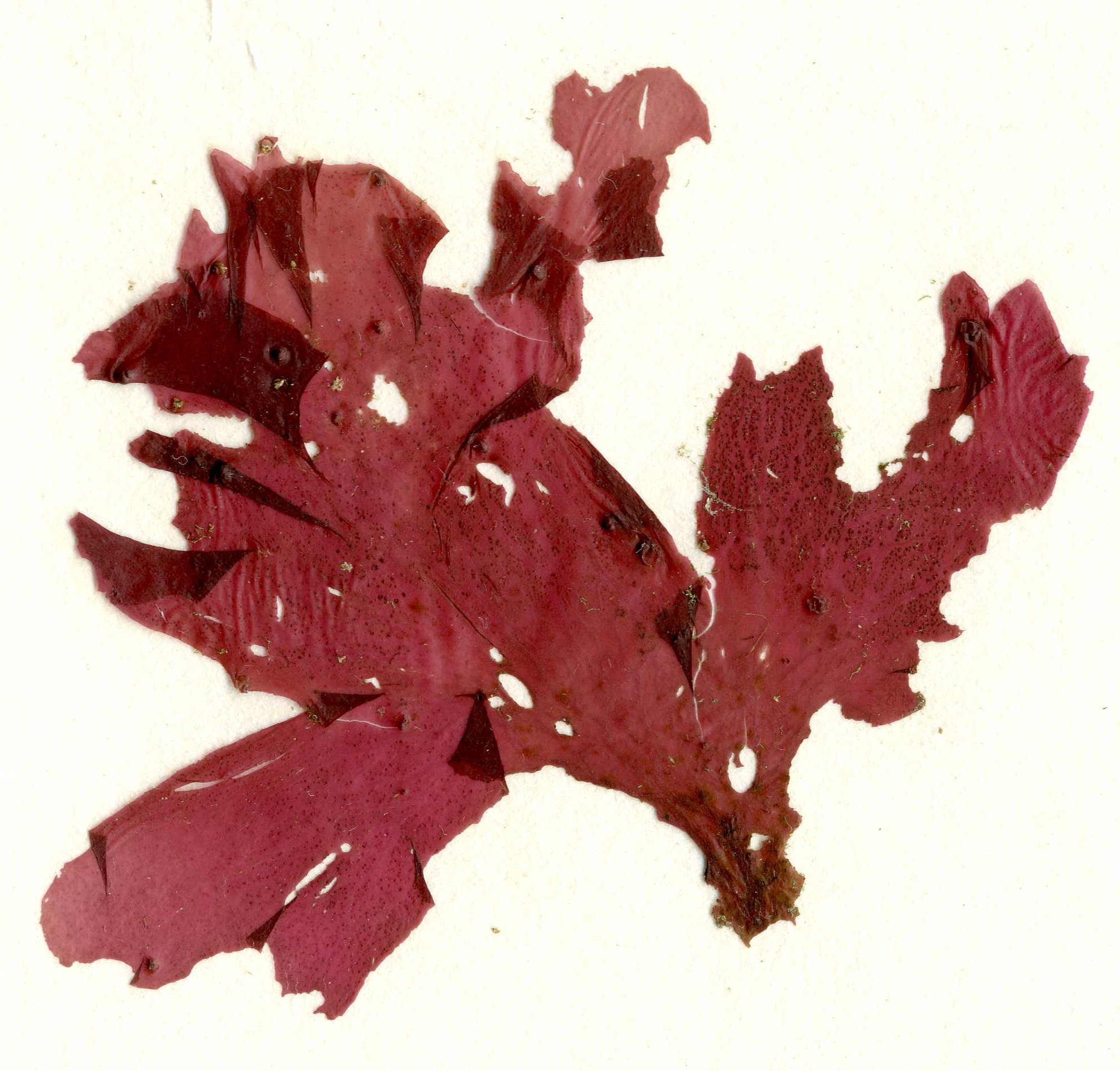Polyneura latissima – M. Lindeberg · Southeast