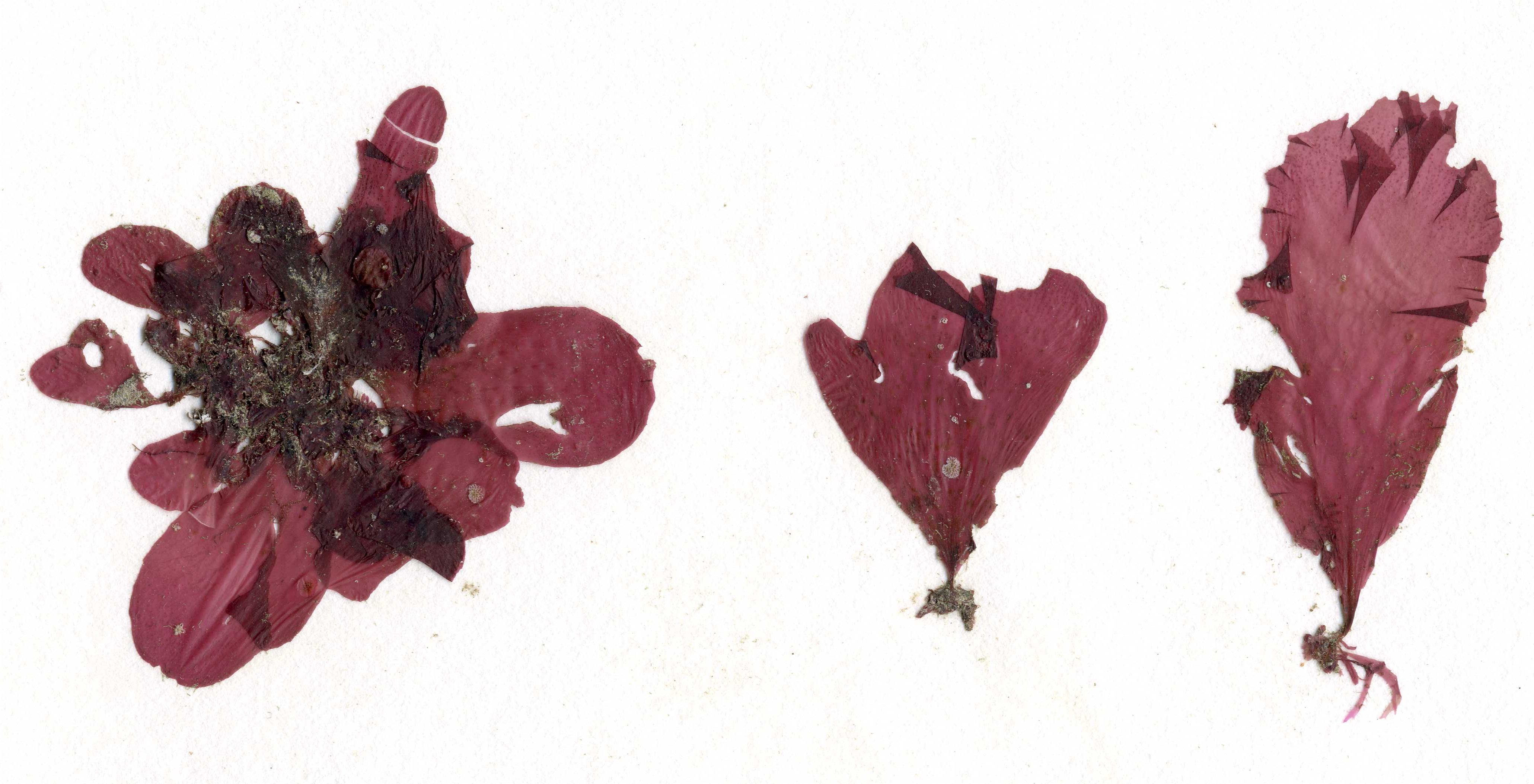 Polyneura latissima – M. Lindeberg · Southeast