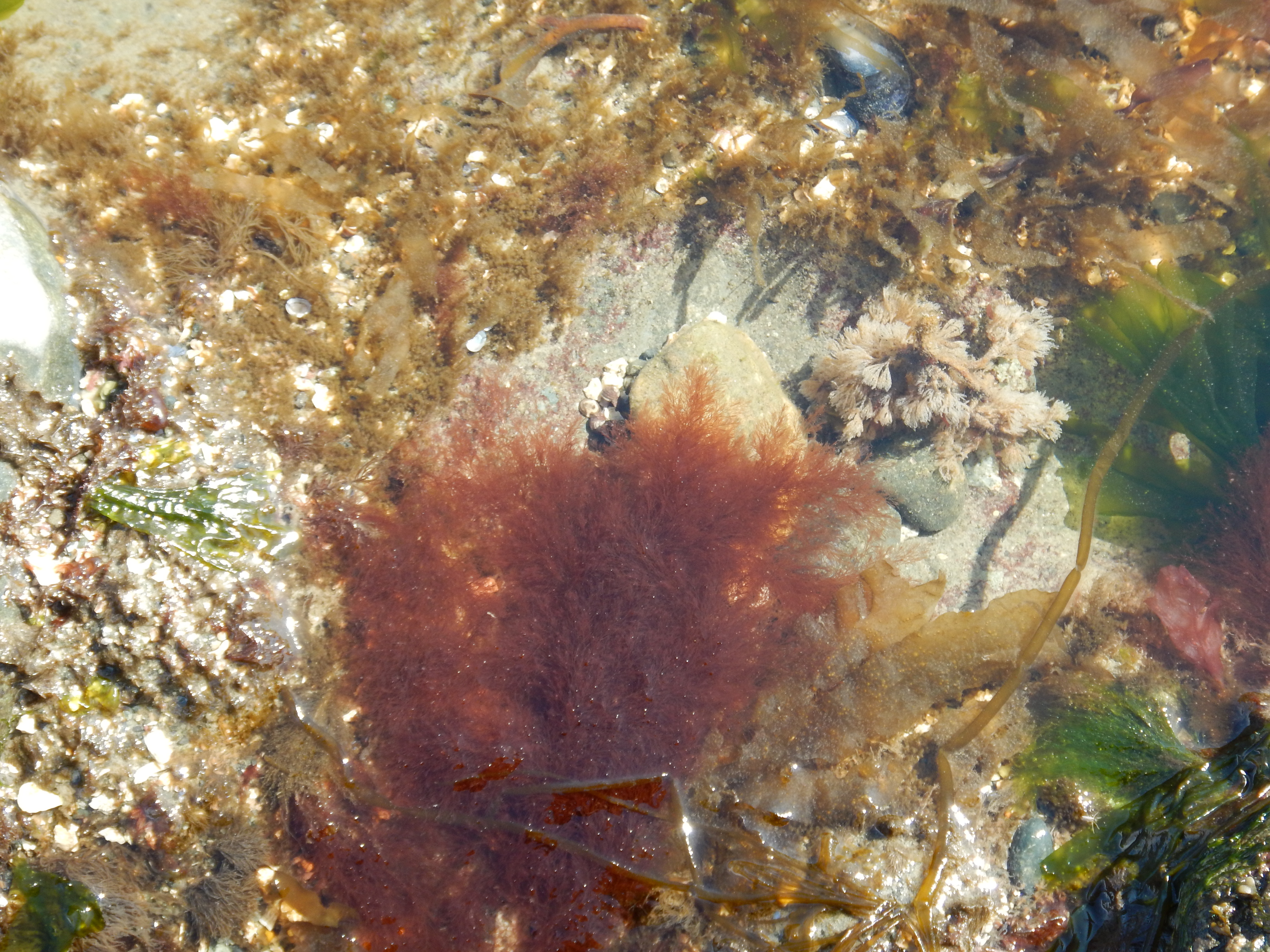 Polysiphonia pacifica var. pacifica – M. Lindeberg · Cook Inlet · May 2017