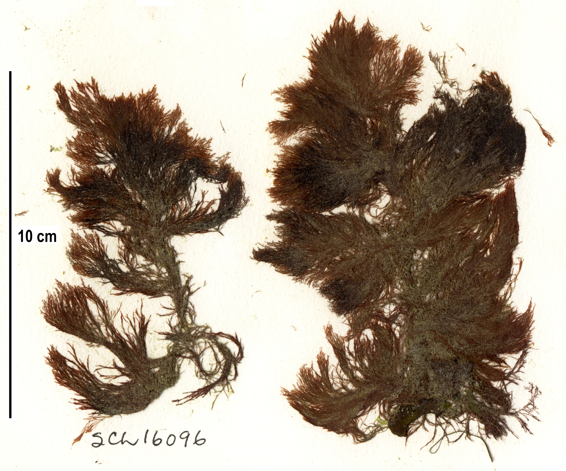 Polysiphonia pacifica var. pacifica – S. Lindstrom · Alaska Peninsula · May 2016