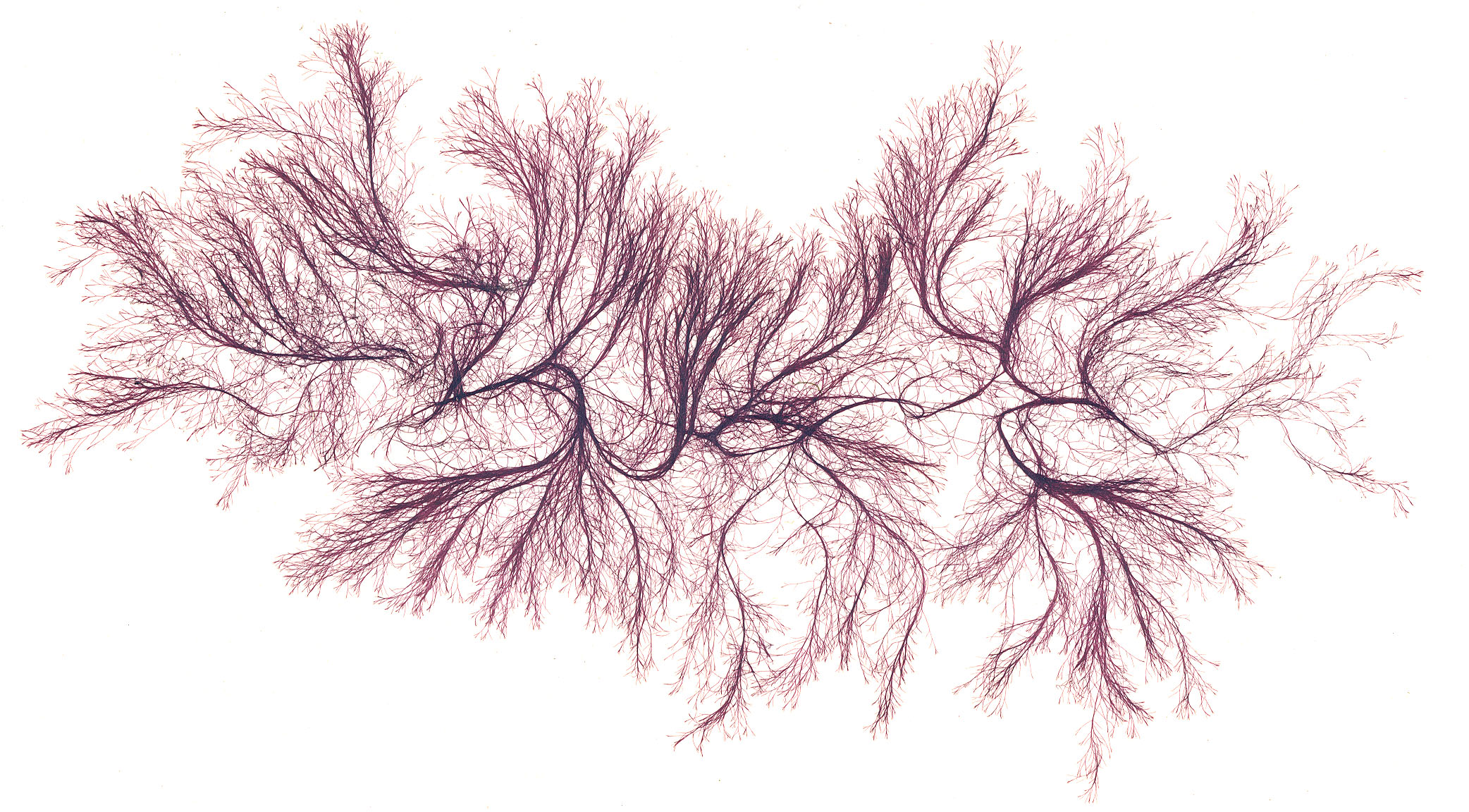 Polysiphonia pacifica var. pacifica – M. Lindeberg