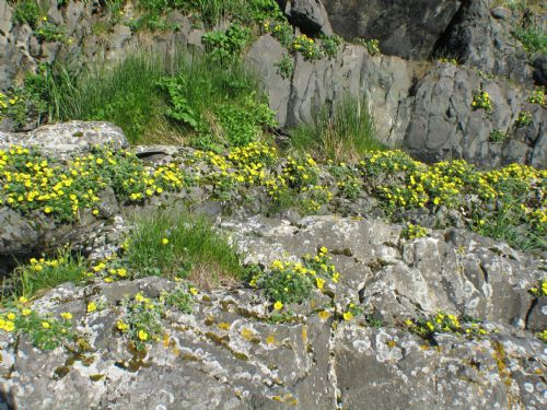 Potentilla villosa – M. Lindeberg · Aleutian Islands · June 2007