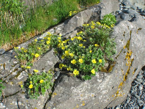 Potentilla villosa – M. Lindeberg · Aleutian Islands · June 2007