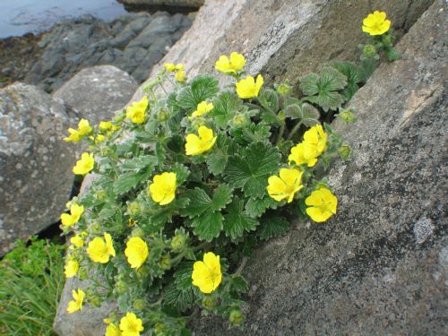 Potentilla villosa