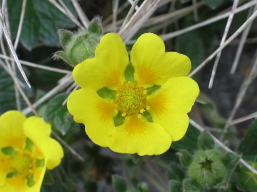 Potentilla villosa – M. Lindeberg · Aleutian Islands · July 2006