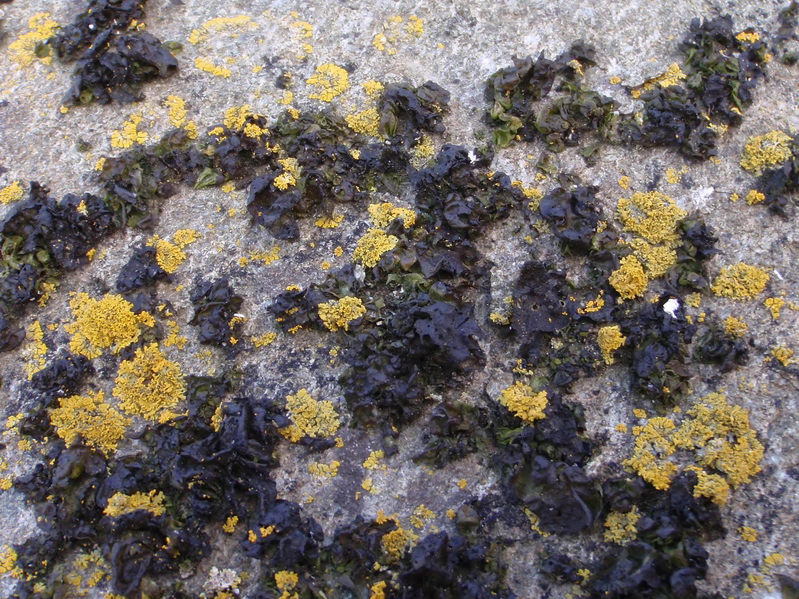 Prasiola borealis
