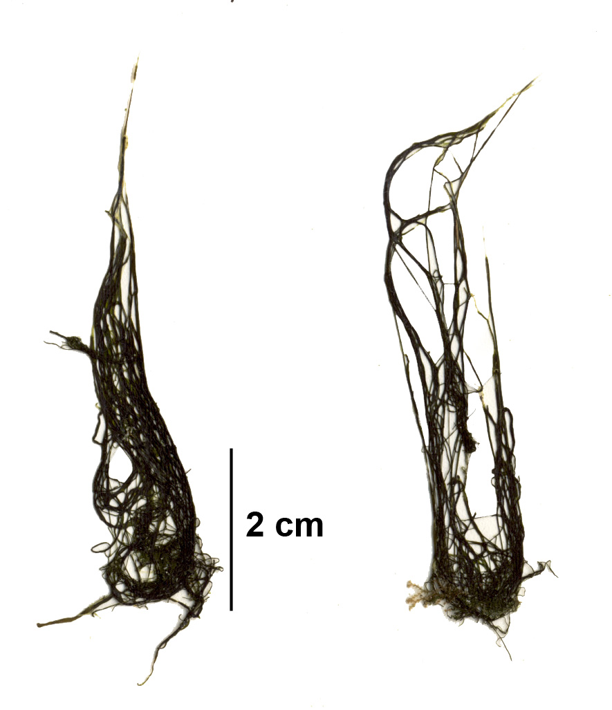 Pseudothrix borealis – S. Lindstrom · Alaska
