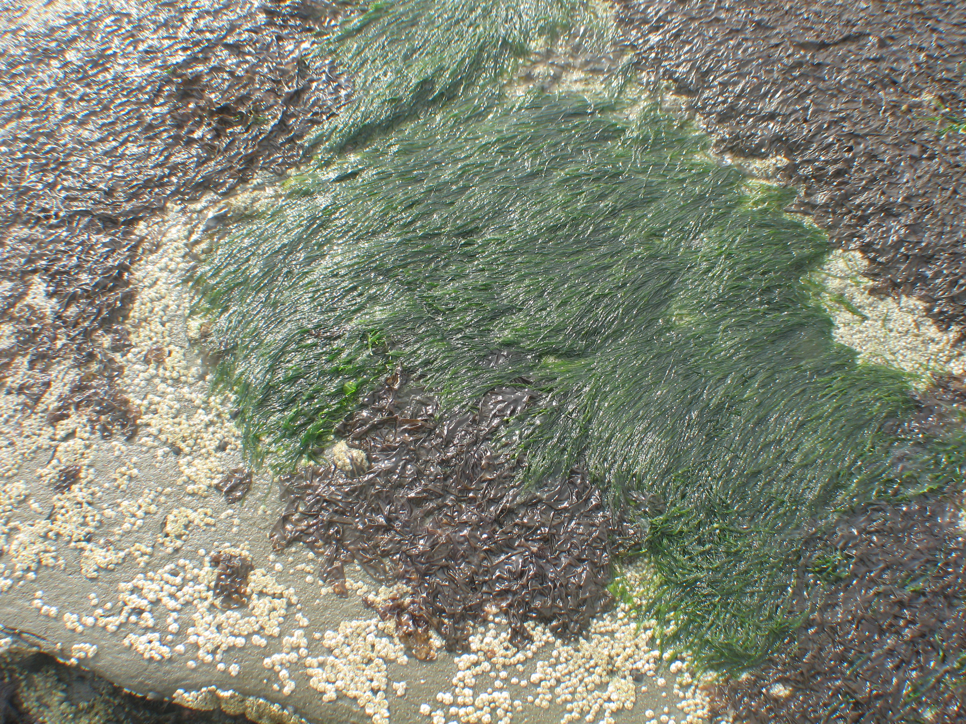 Pseudothrix borealis – M. Lindeberg · Cook Inlet · July 2009