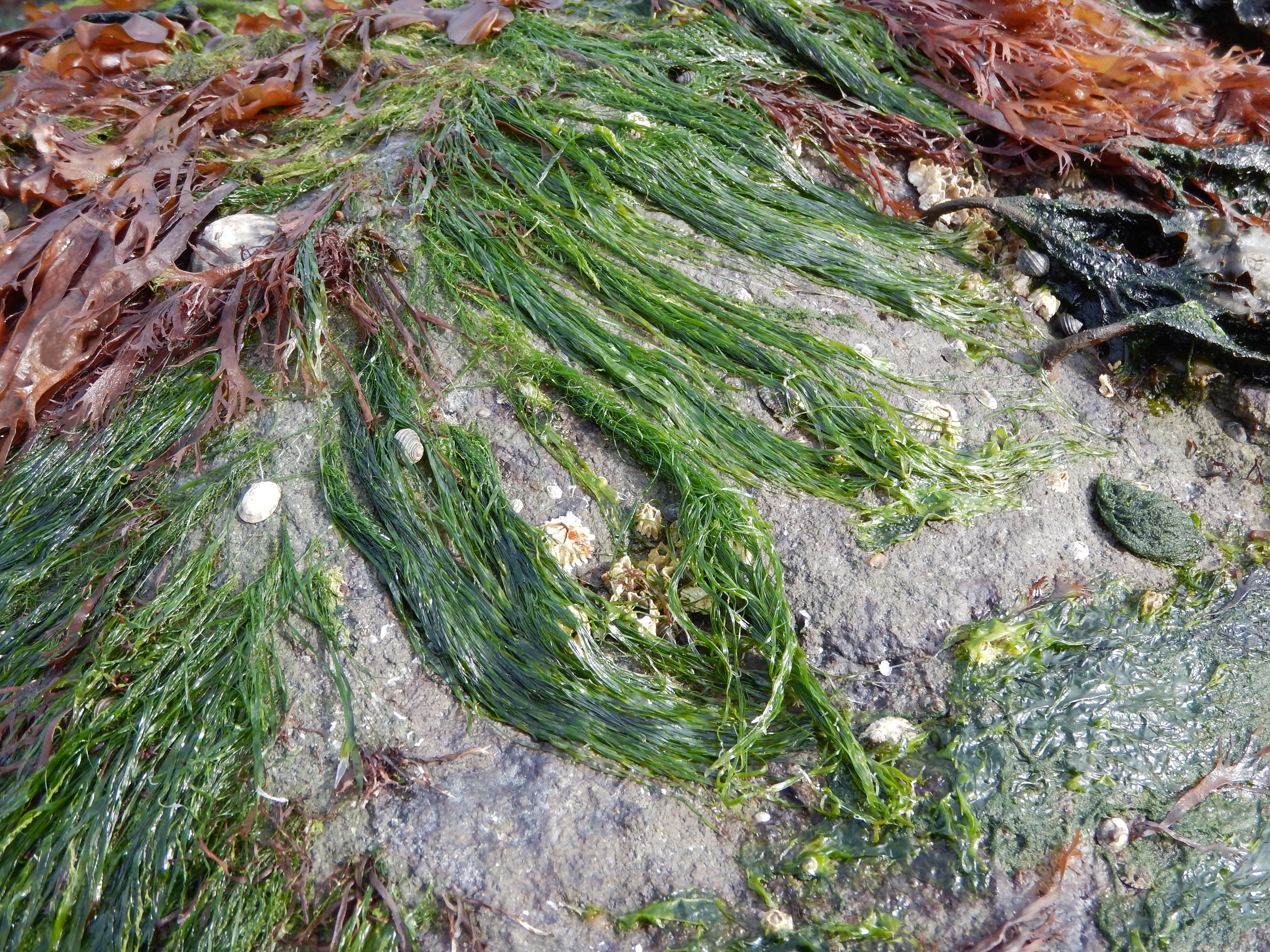 Pseudothrix borealis