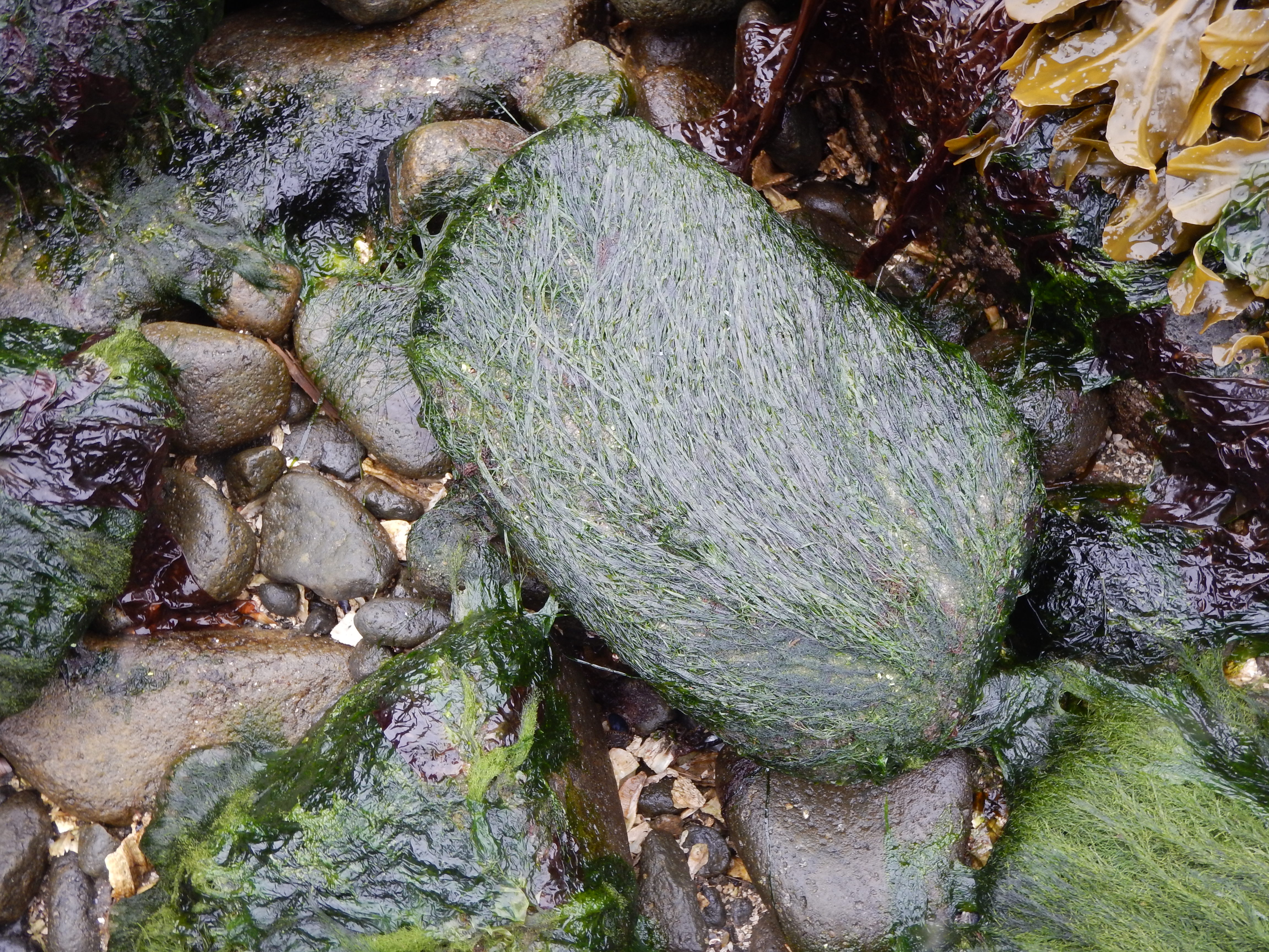 Pseudothrix borealis – M. Lindeberg · Cook Inlet · May 2016