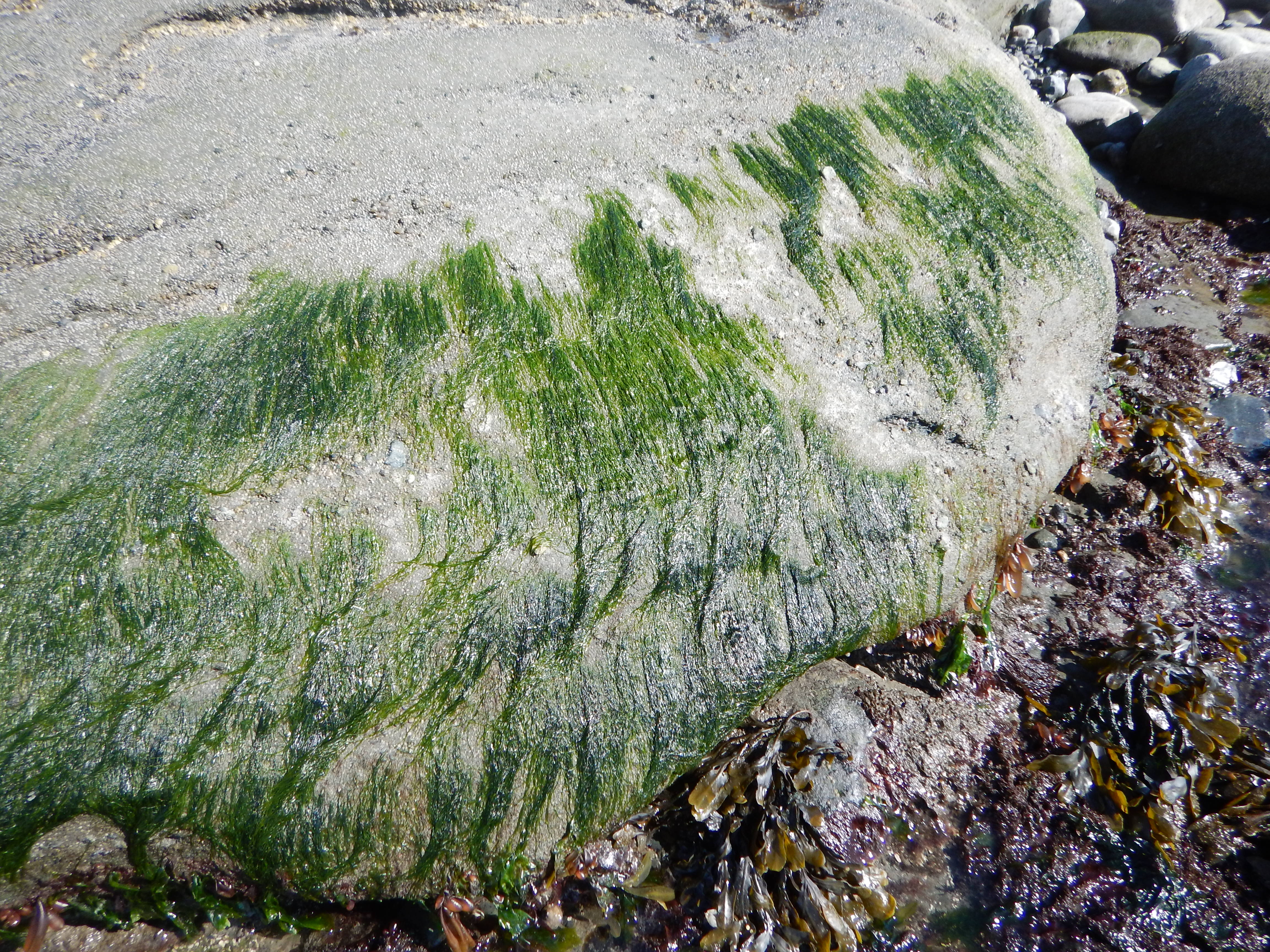 Pseudothrix borealis – M. Lindeberg · Cook Inlet · May 2017