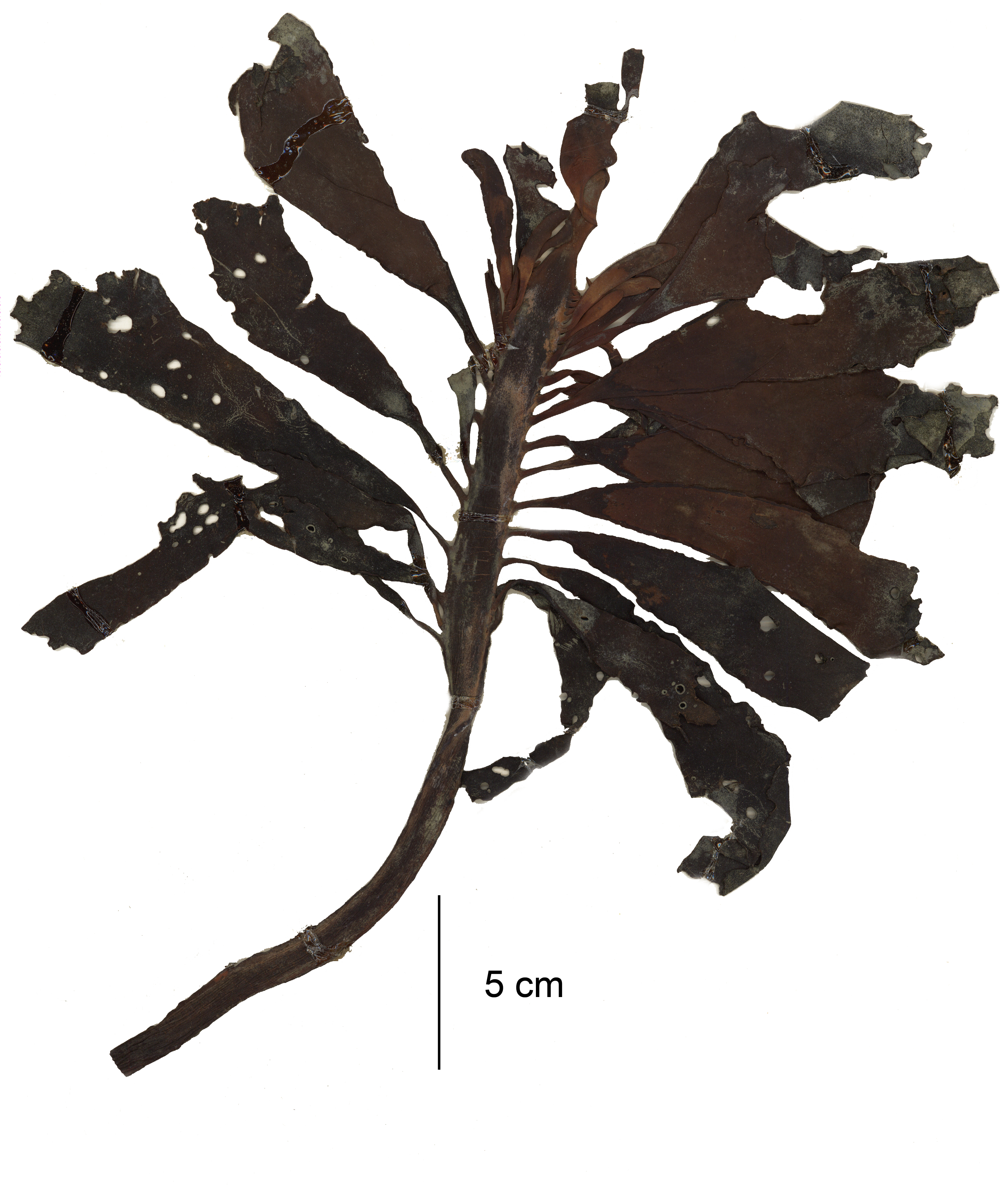 Pterygophora californica