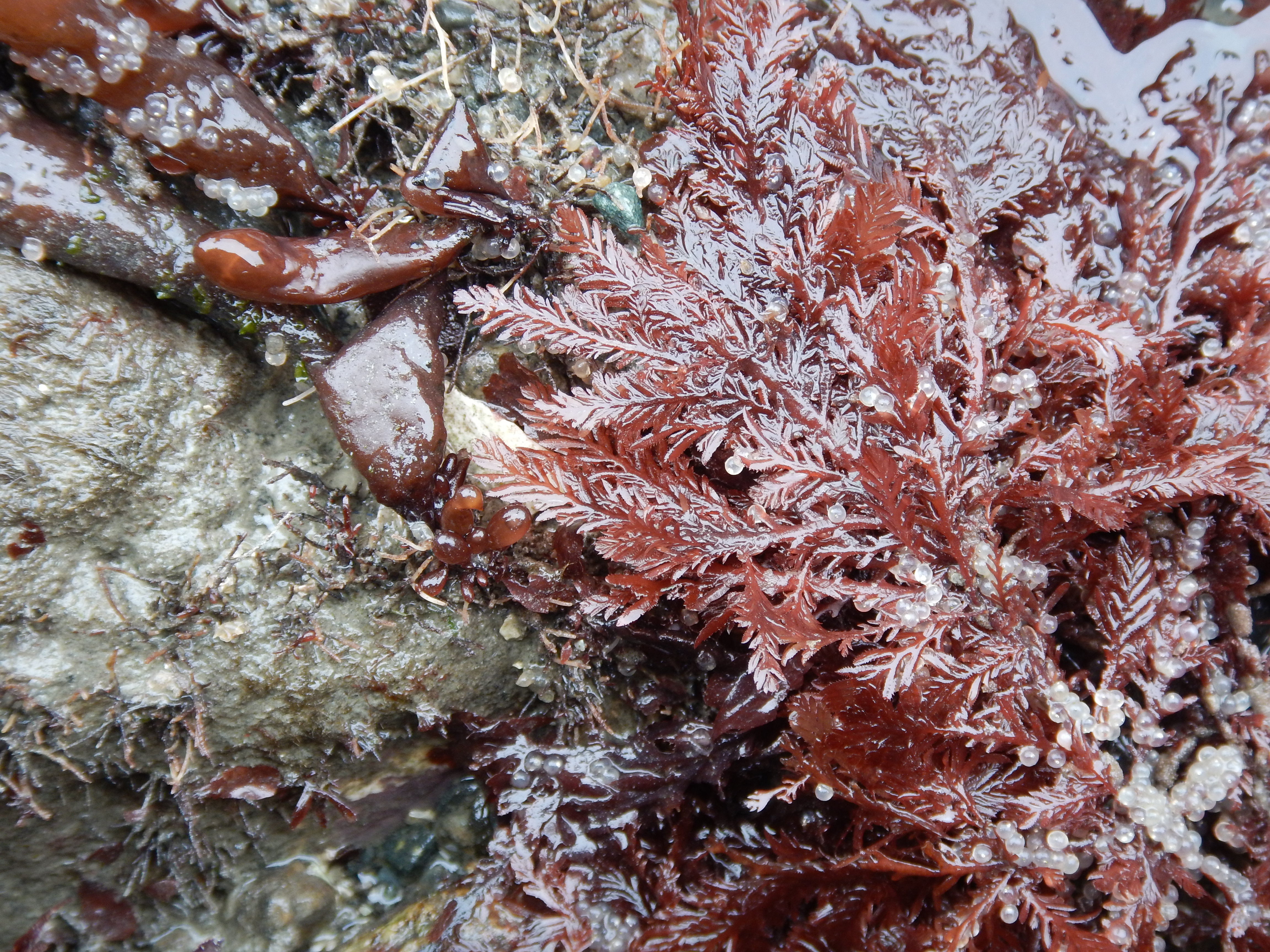 Ptilota asplenioides – M. Lindeberg · Cook Inlet · May 2018