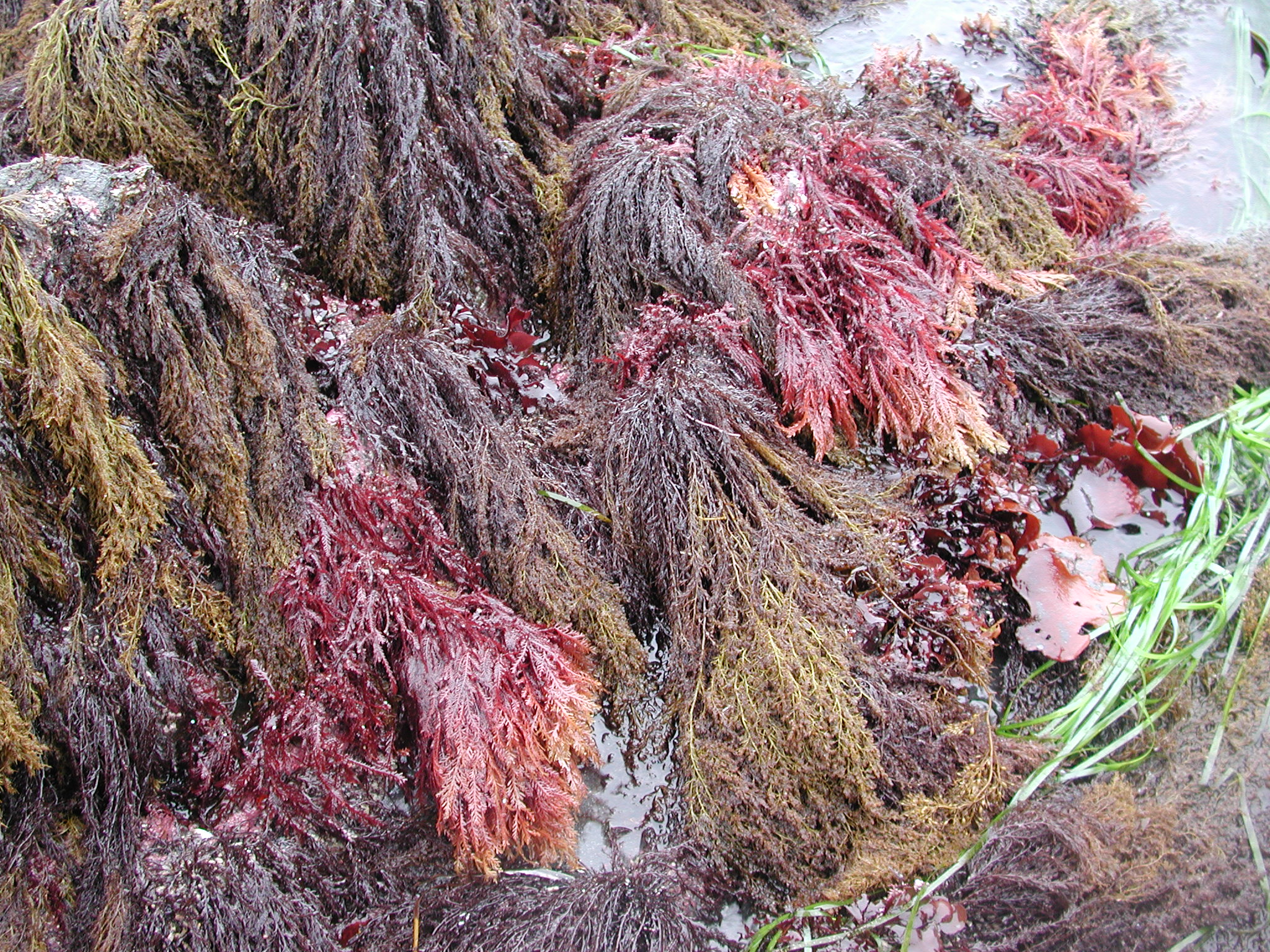 Ptilota asplenioides – M. Lindeberg · kodiak Archipelago · June 2005