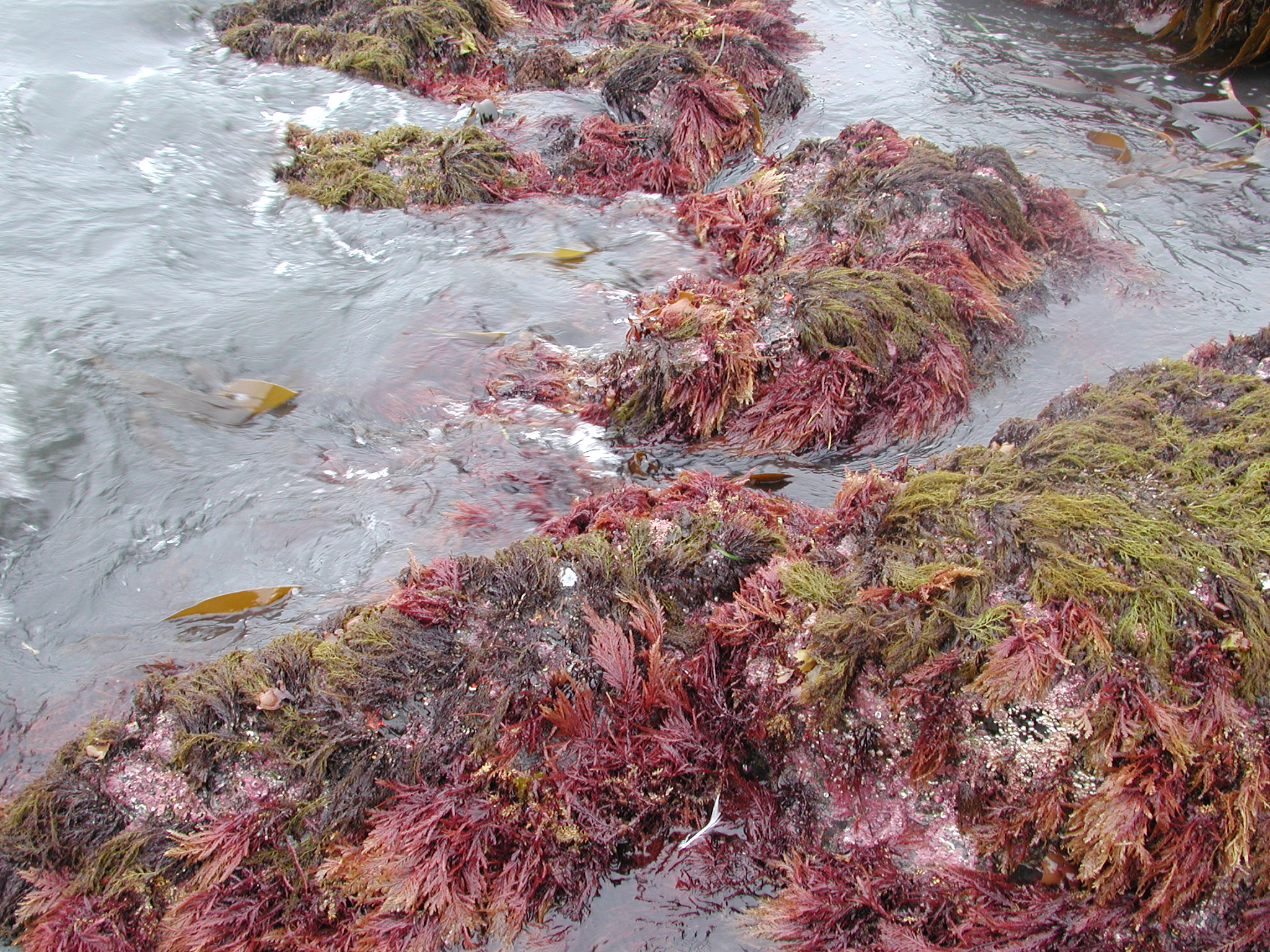 Ptilota asplenioides – M. Lindeberg · kodiak Archipelago · June 2005