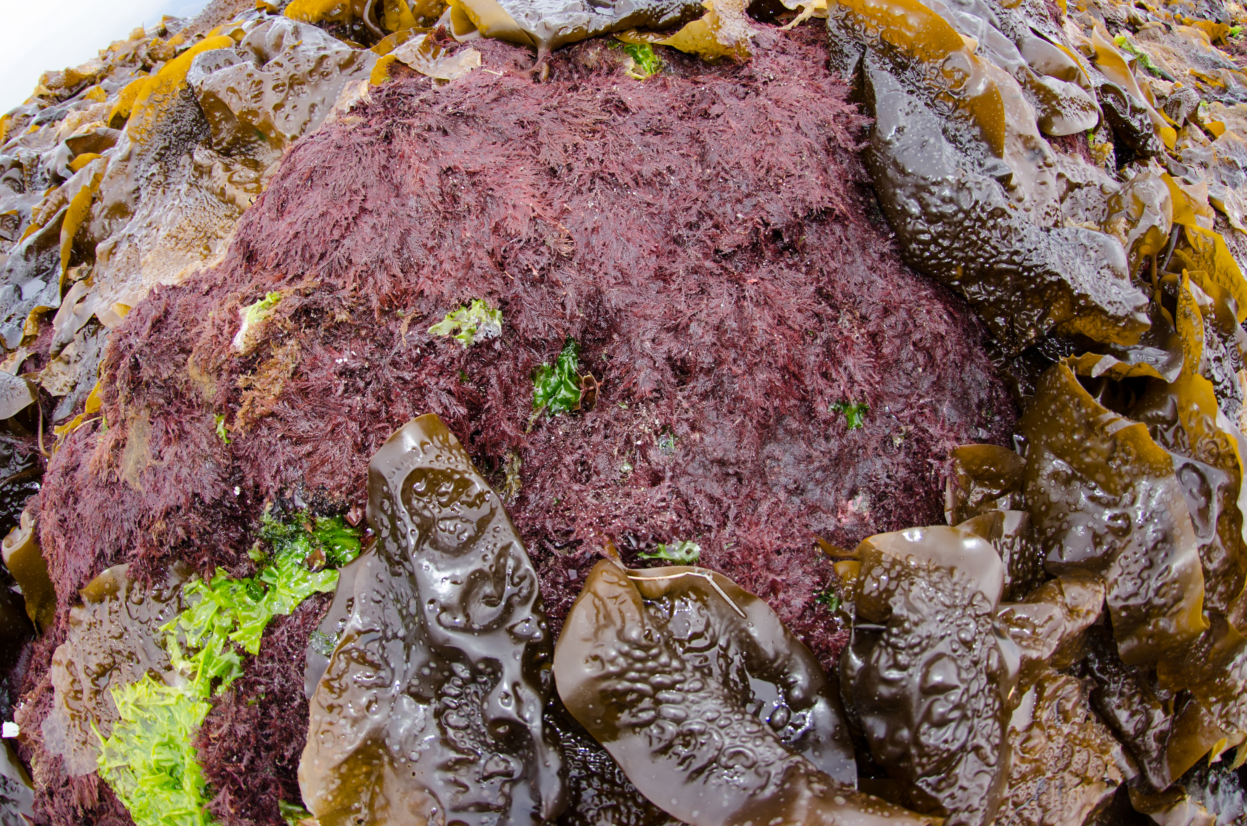 Ptilota asplenioides – M. Lindeberg · Prince William Sound · June 2013