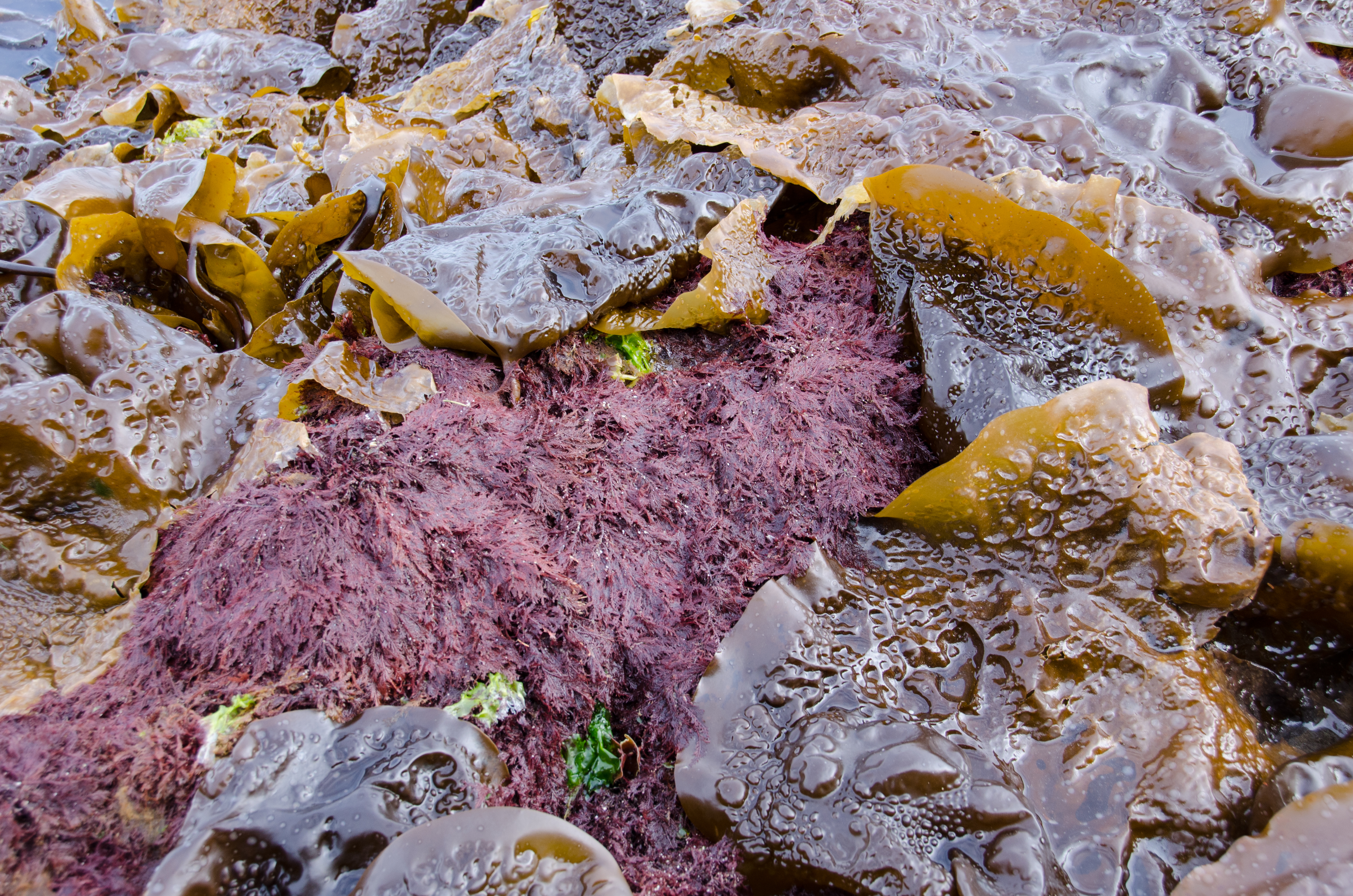 Ptilota asplenioides – M. Lindeberg · Prince William Sound · June 2013
