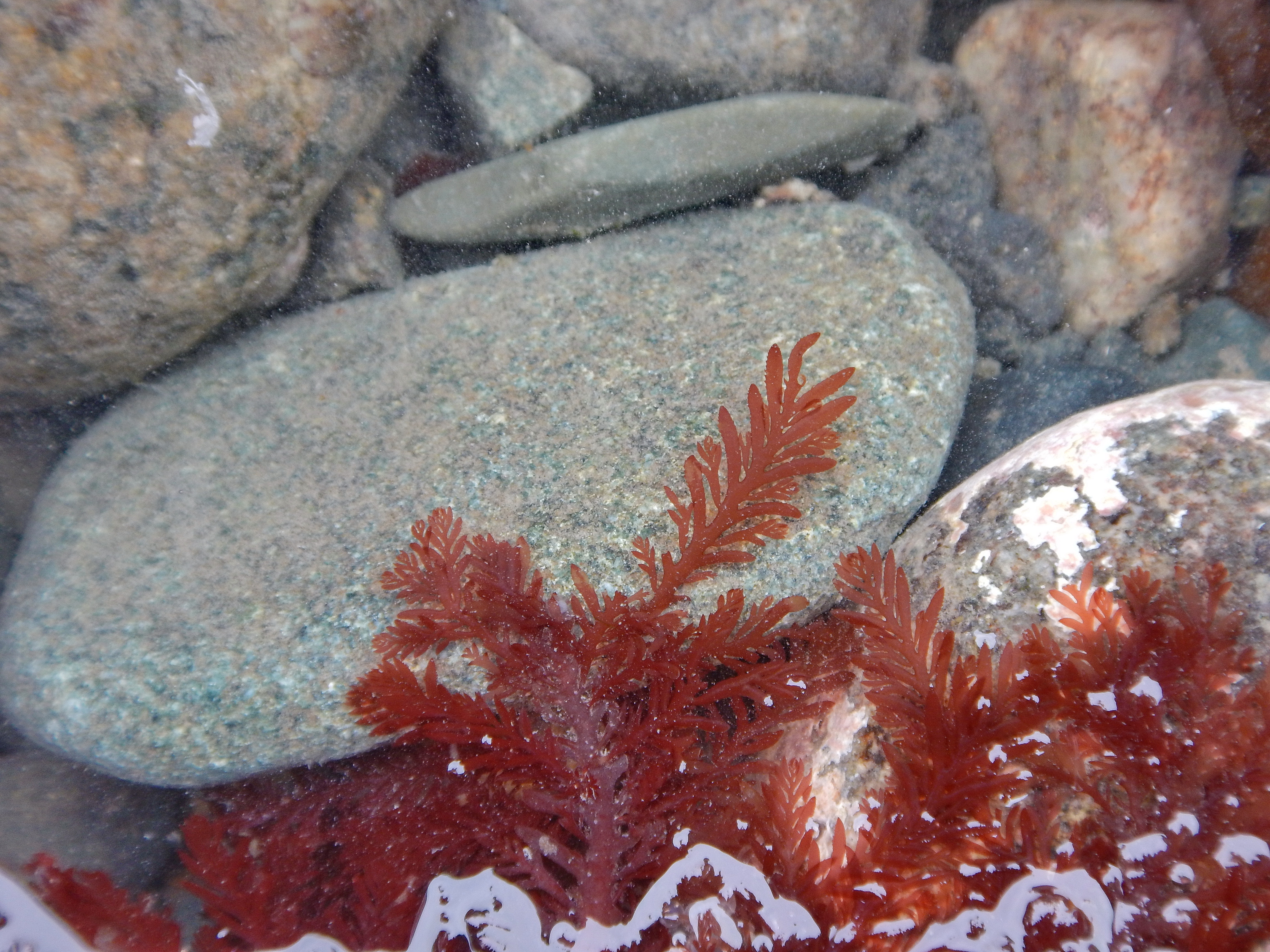 Ptilota asplenioides – M. Lindeberg · Cook Inlet · May 2018