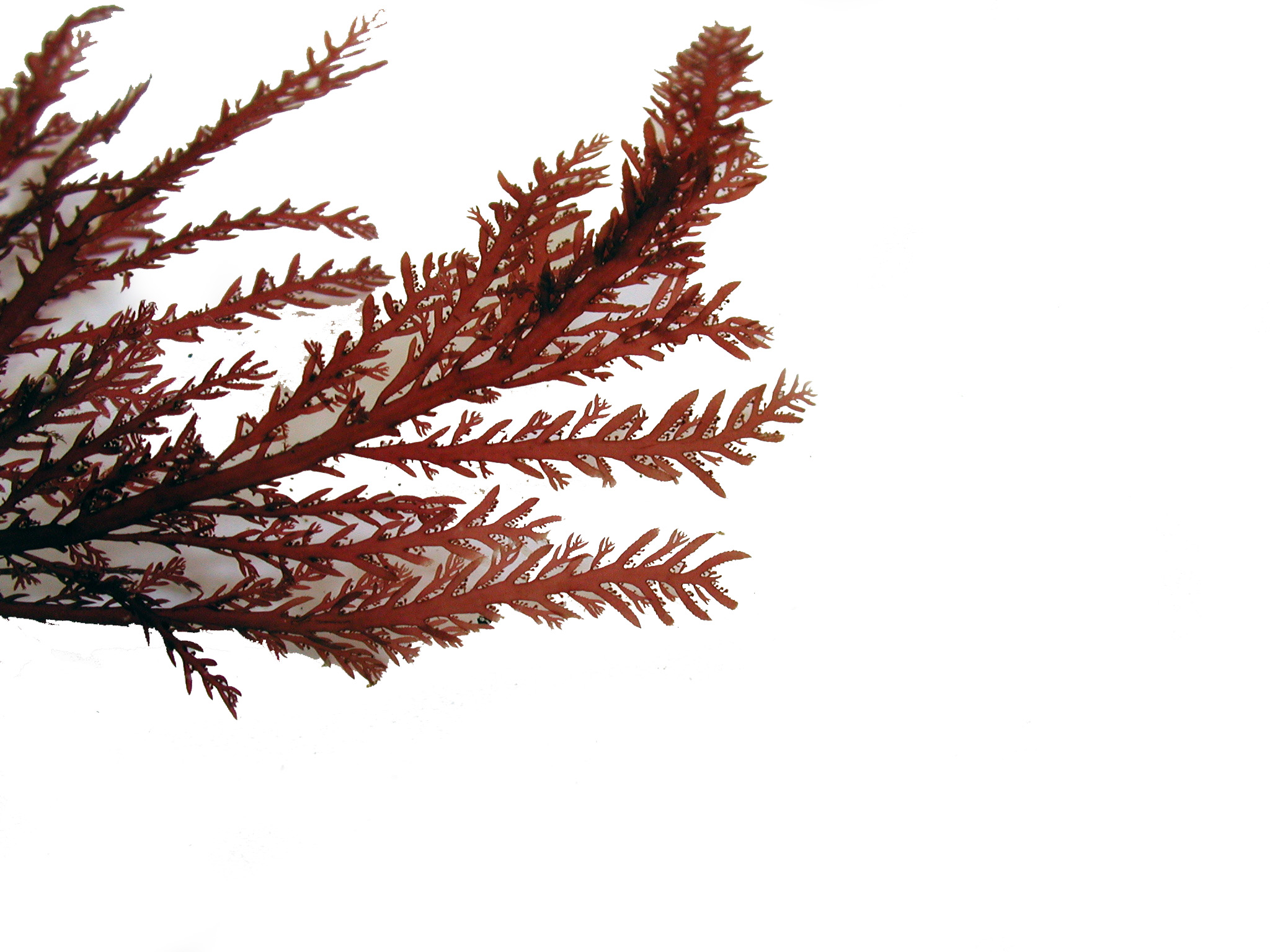 Ptilota asplenioides – M. Lindeberg · Cook Inlet · July 2003