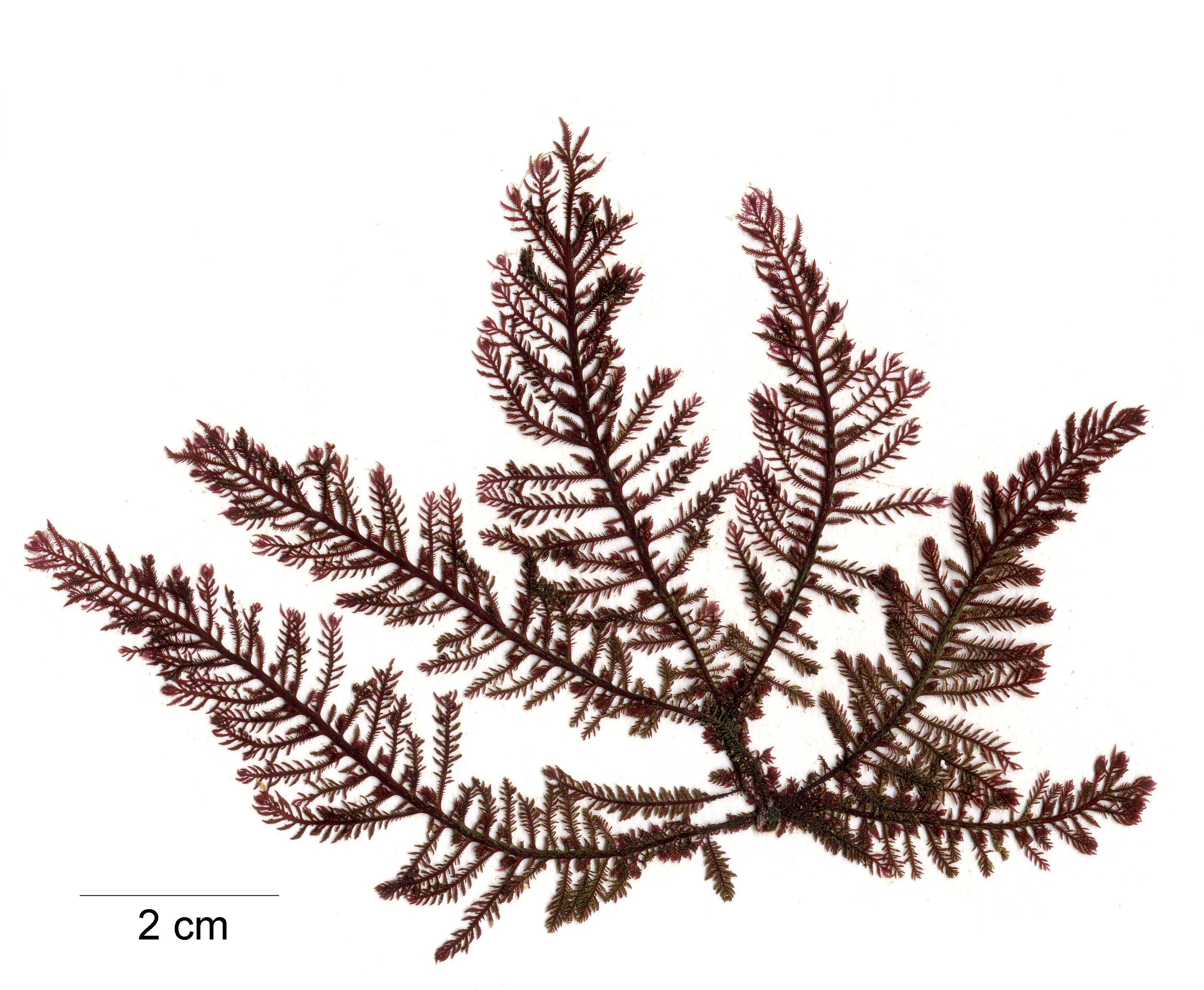 Ptilota asplenioides