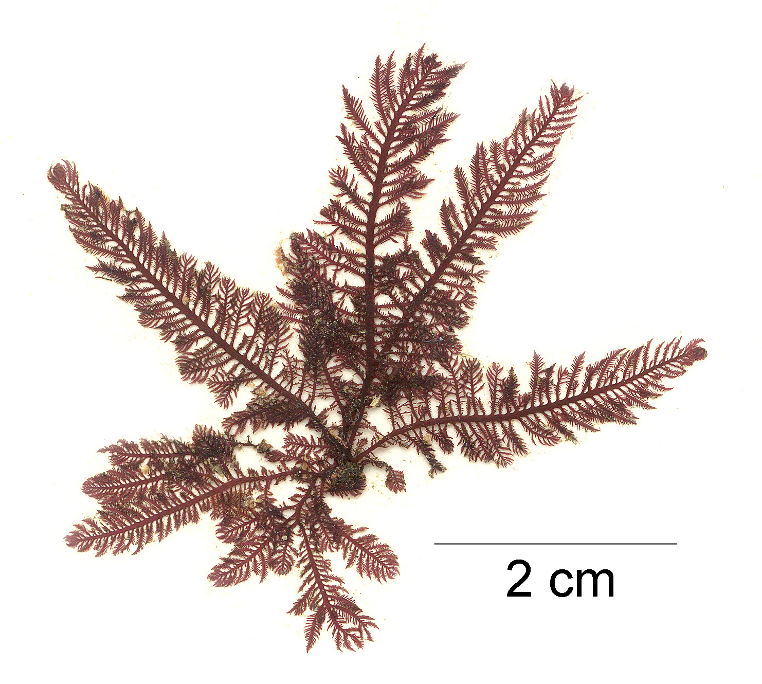 Ptilota asplenioides – M. Lindeberg