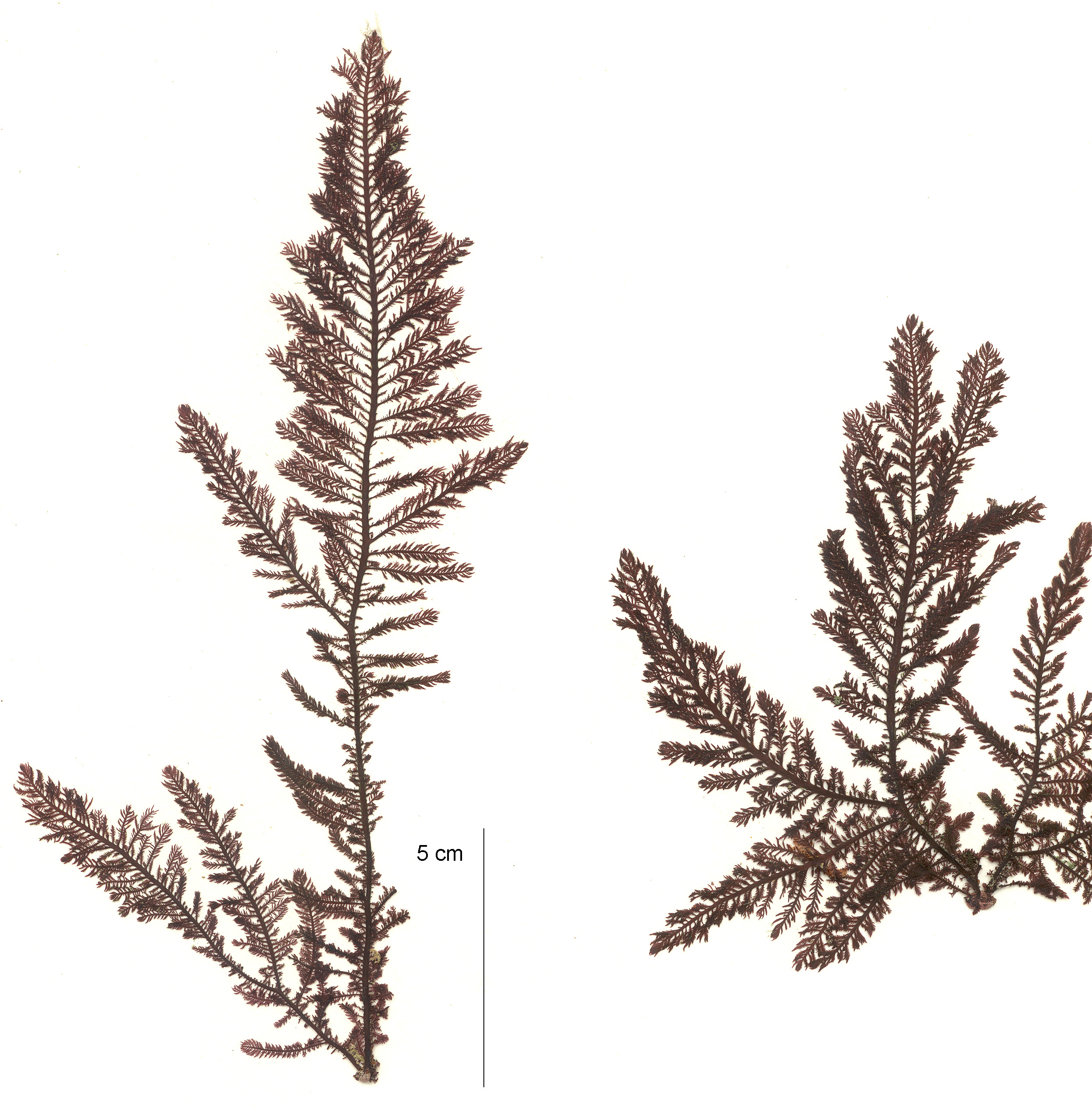 Ptilota asplenioides – M. Lindeberg