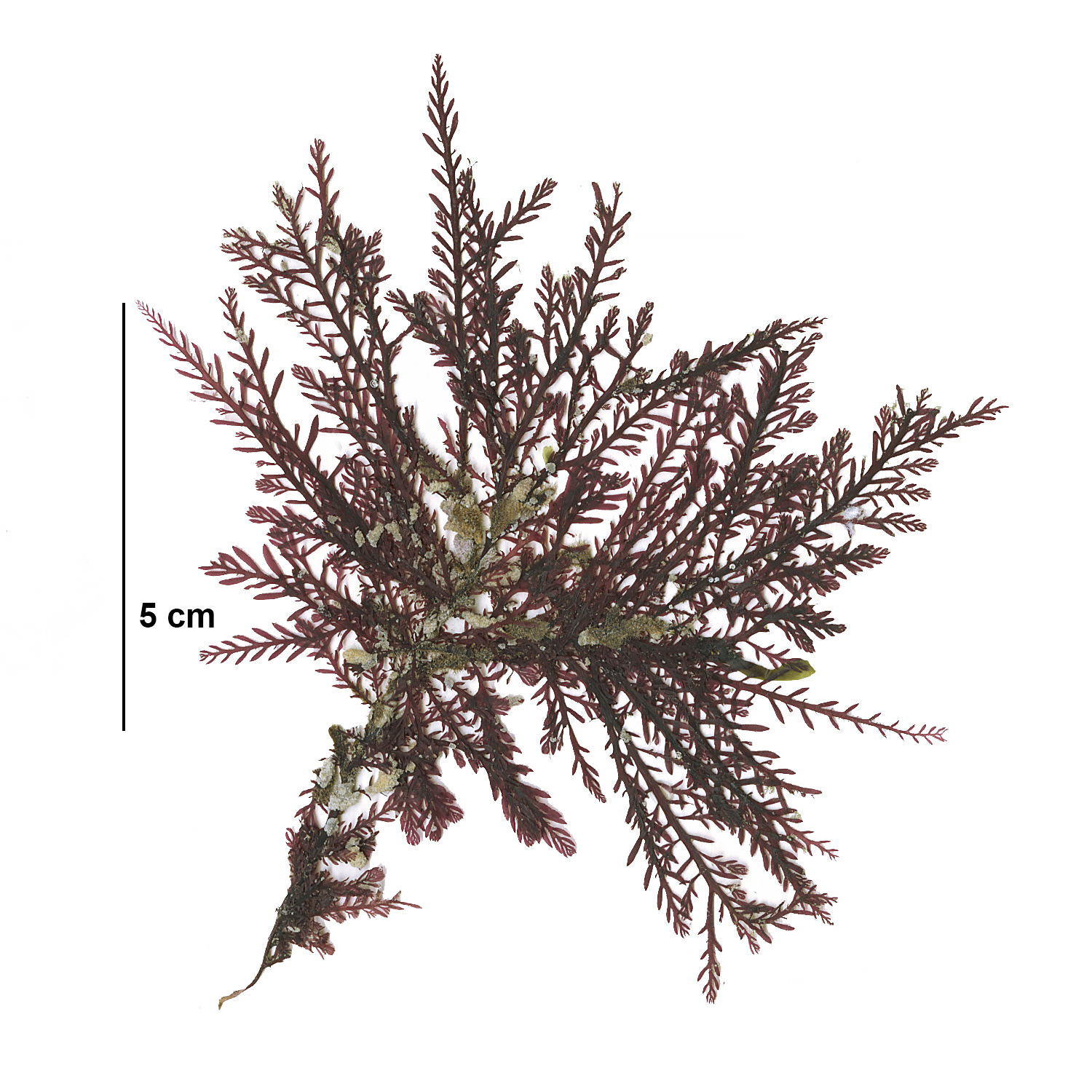Ptilota asplenioides – M. Lindeberg · Cook Inlet · July 2009