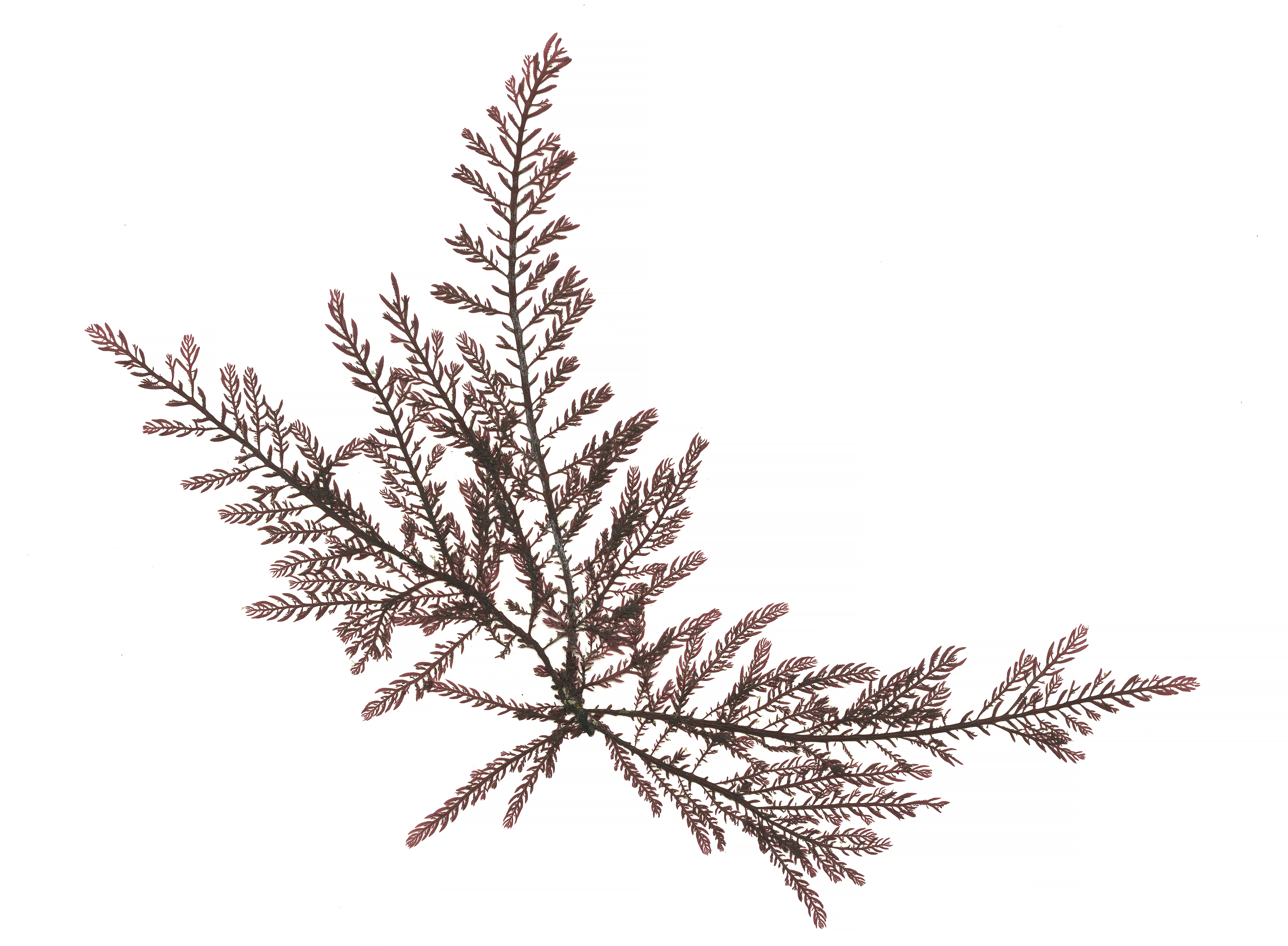 Ptilota asplenioides – M. Lindeberg · Alaska Peninsula · May 2016