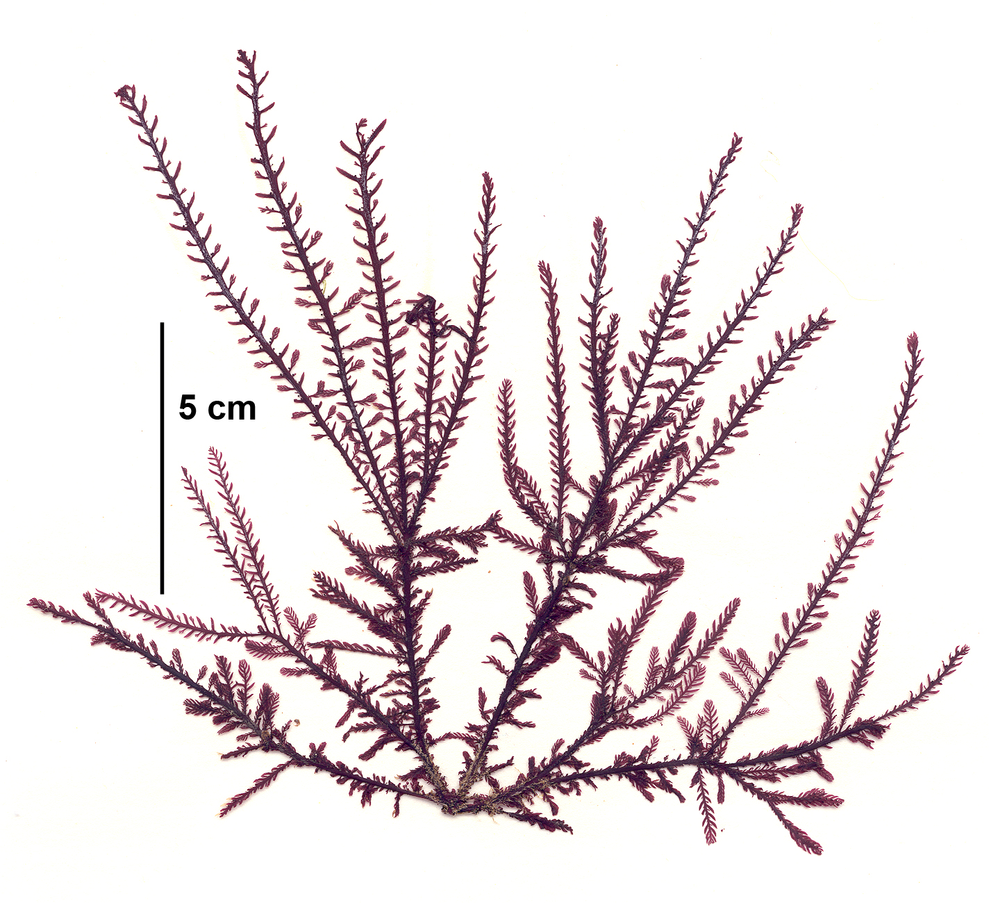 Ptilota asplenioides – M. Lindeberg