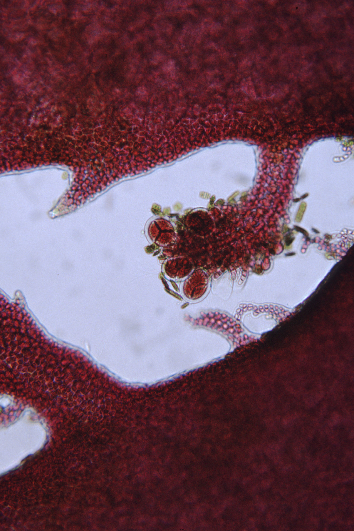 Ptilota asplenioides – M. Lindeberg