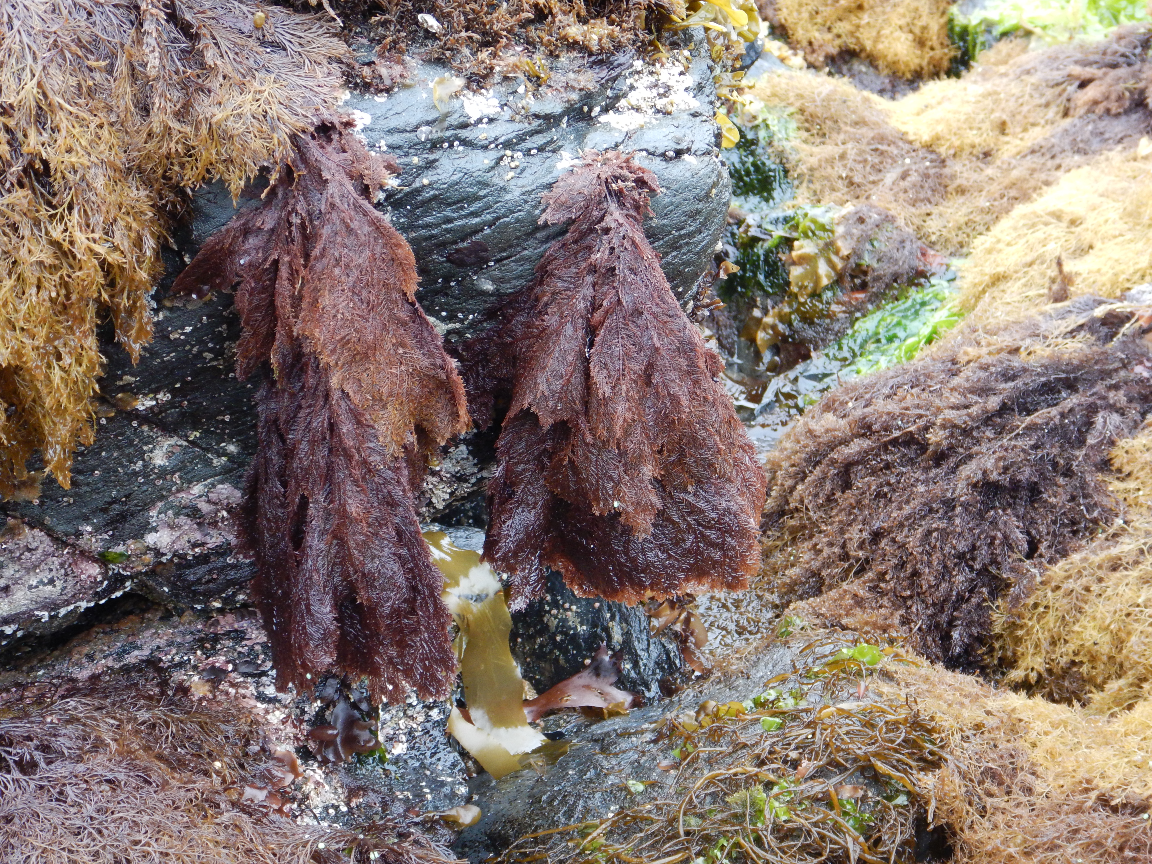 Ptilota serrata – M. Lindeberg · Kenai Peninsula · June 2014