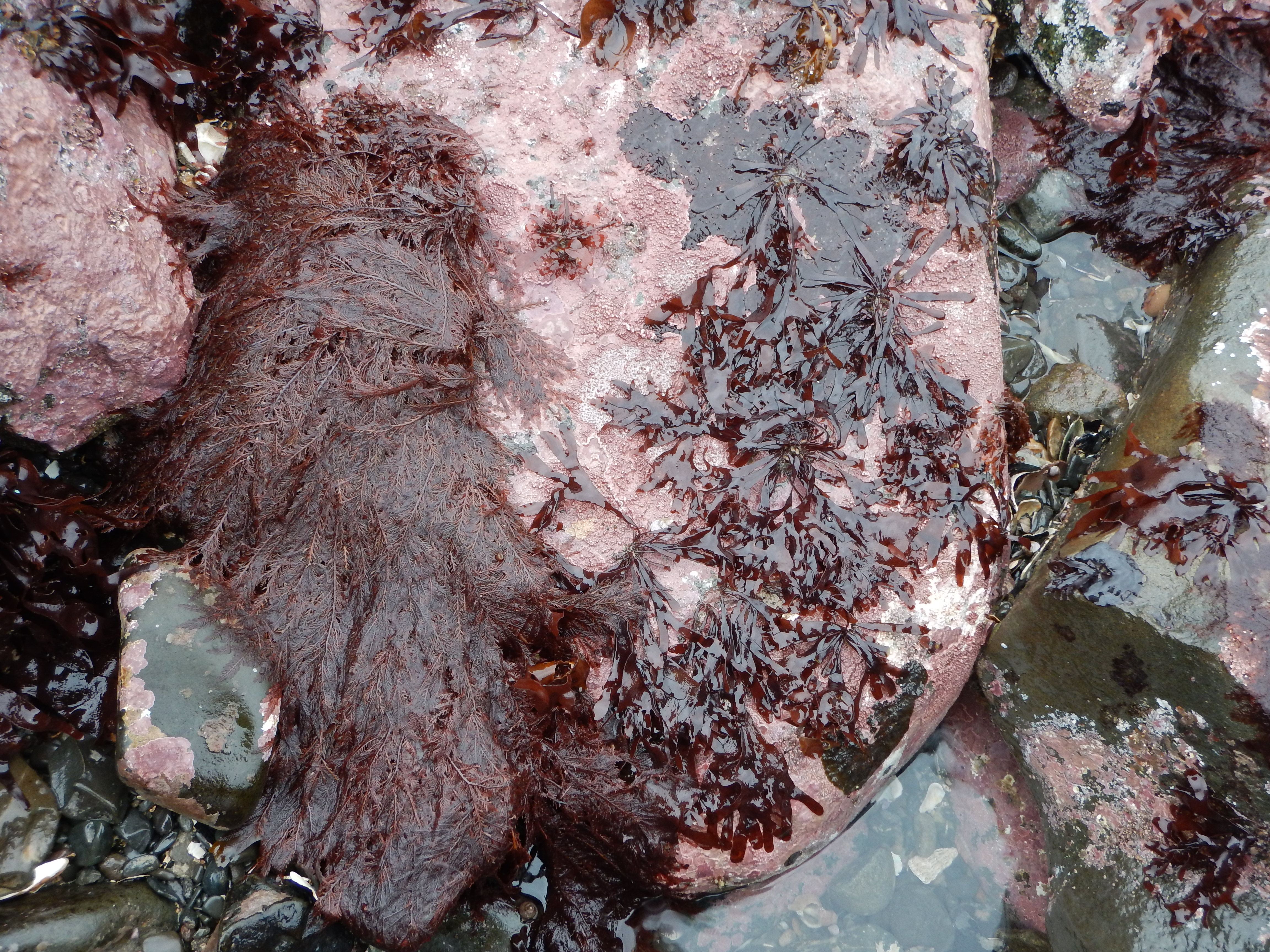 Ptilota serrata – M. Lindeberg · Cook Inlet · May 2018