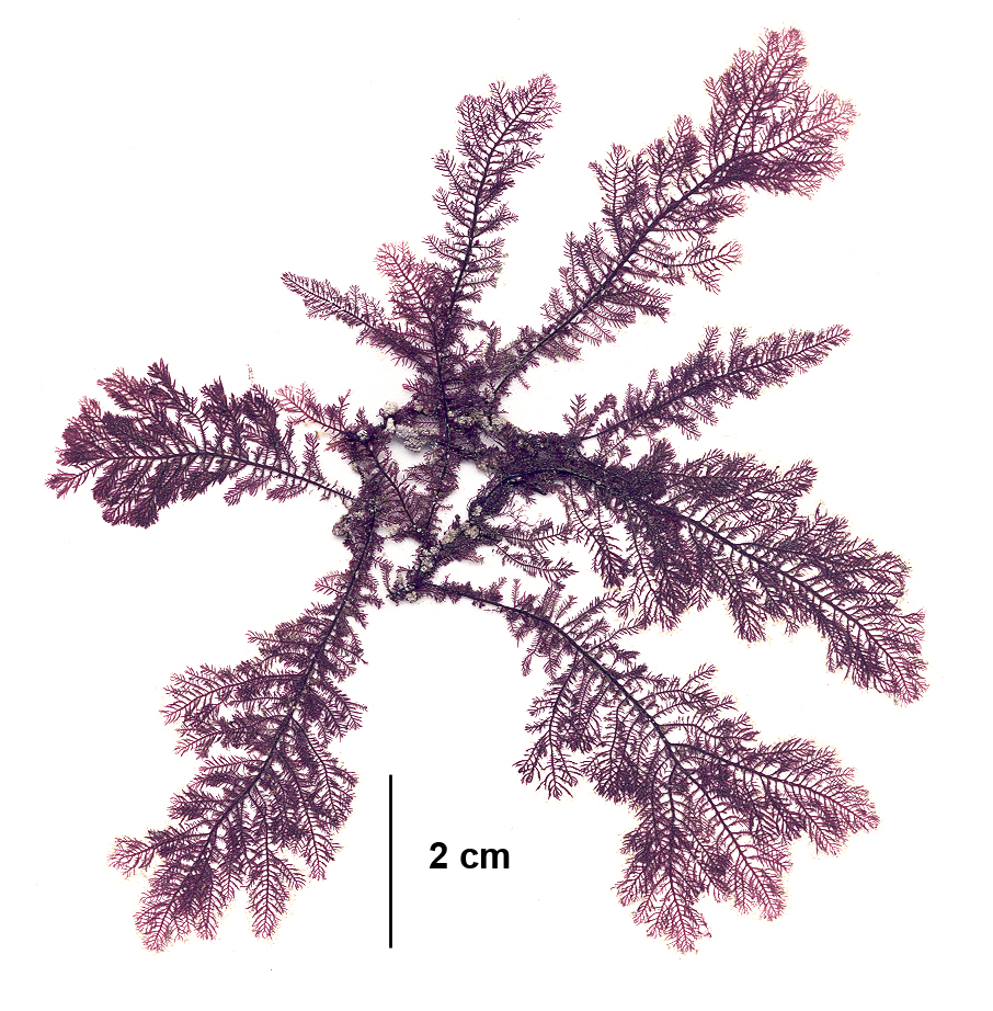 Ptilota serrata