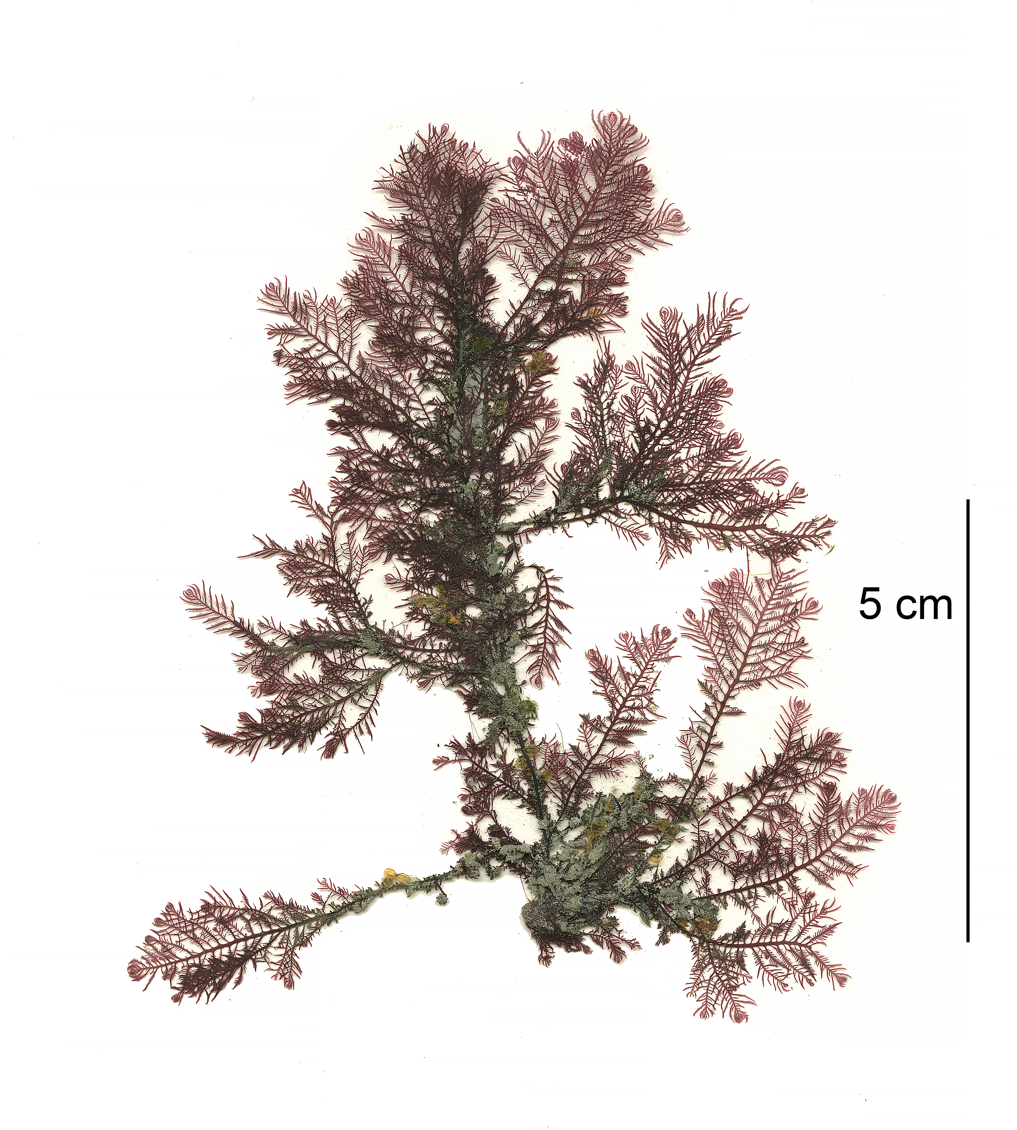 Ptilota serrata – M. Lindeberg · Cook Inlet · May 2018