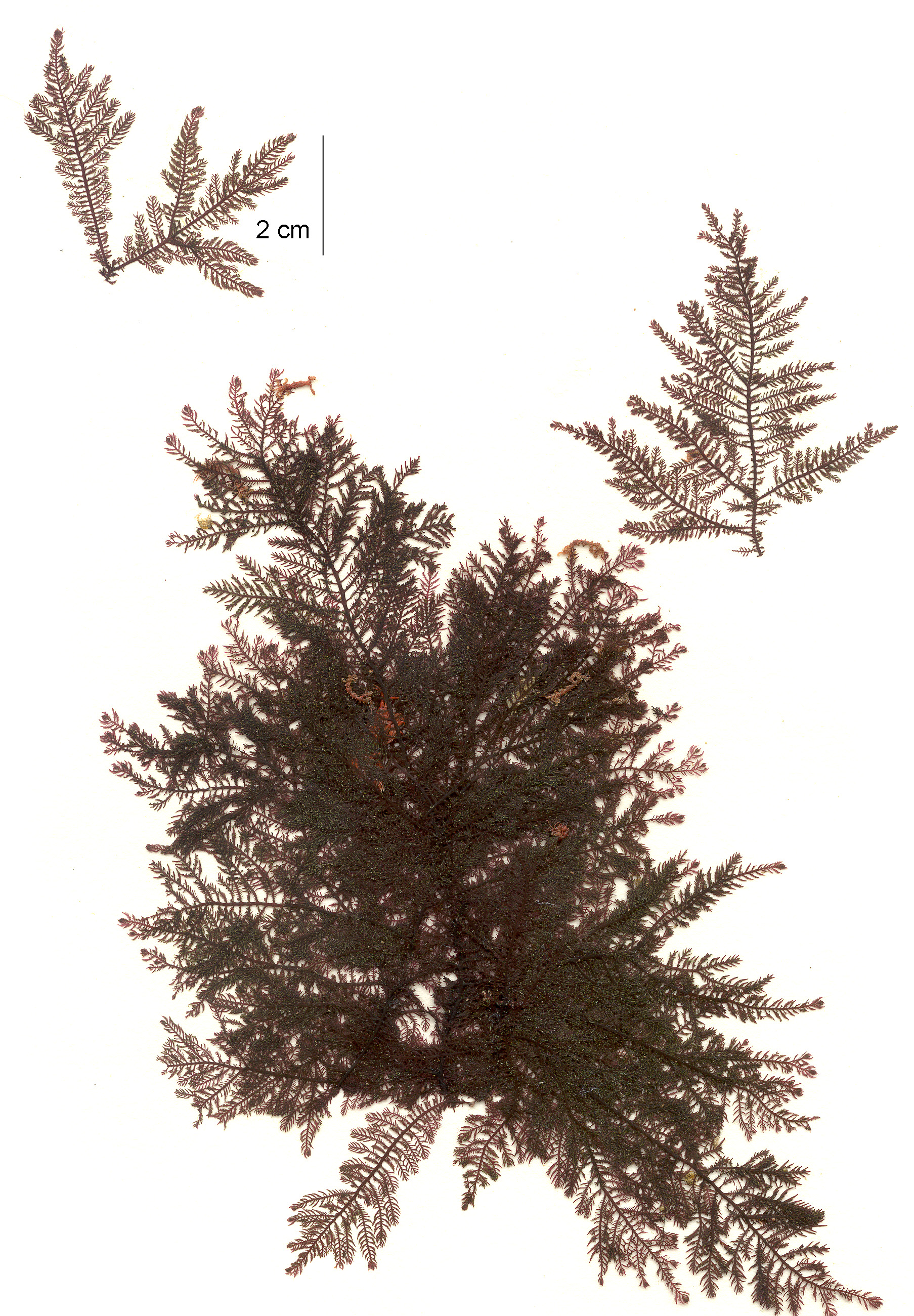 Ptilota serrata – M. Lindeberg