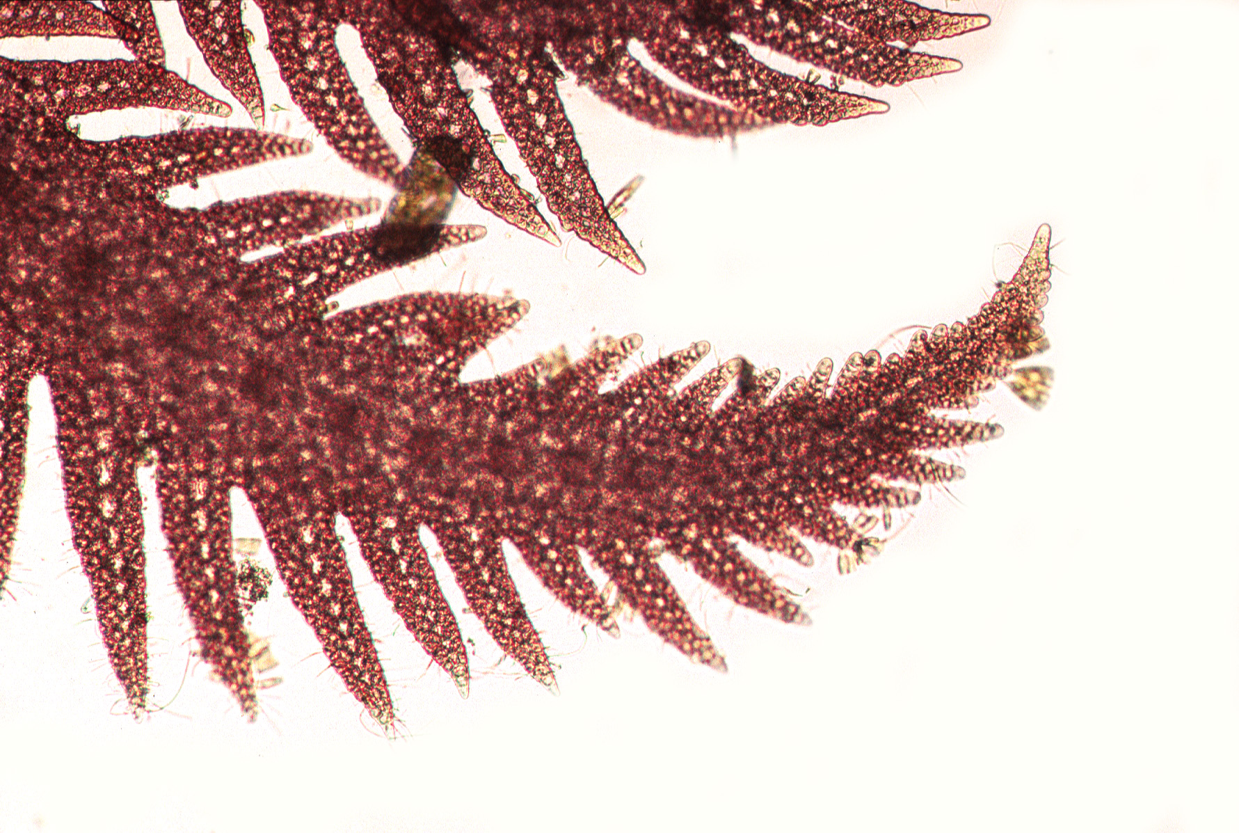 Ptilota serrata – M. Lindeberg