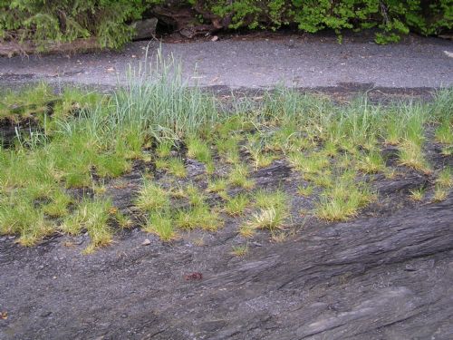 Puccinellia spp. – M. Morris · Southeast Alaska · June 2006