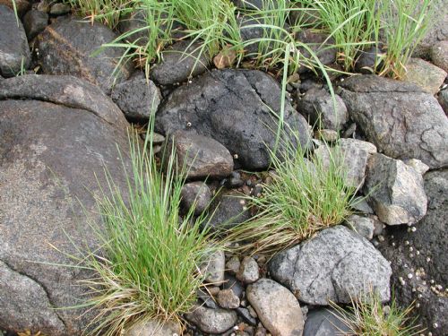 Puccinellia spp.