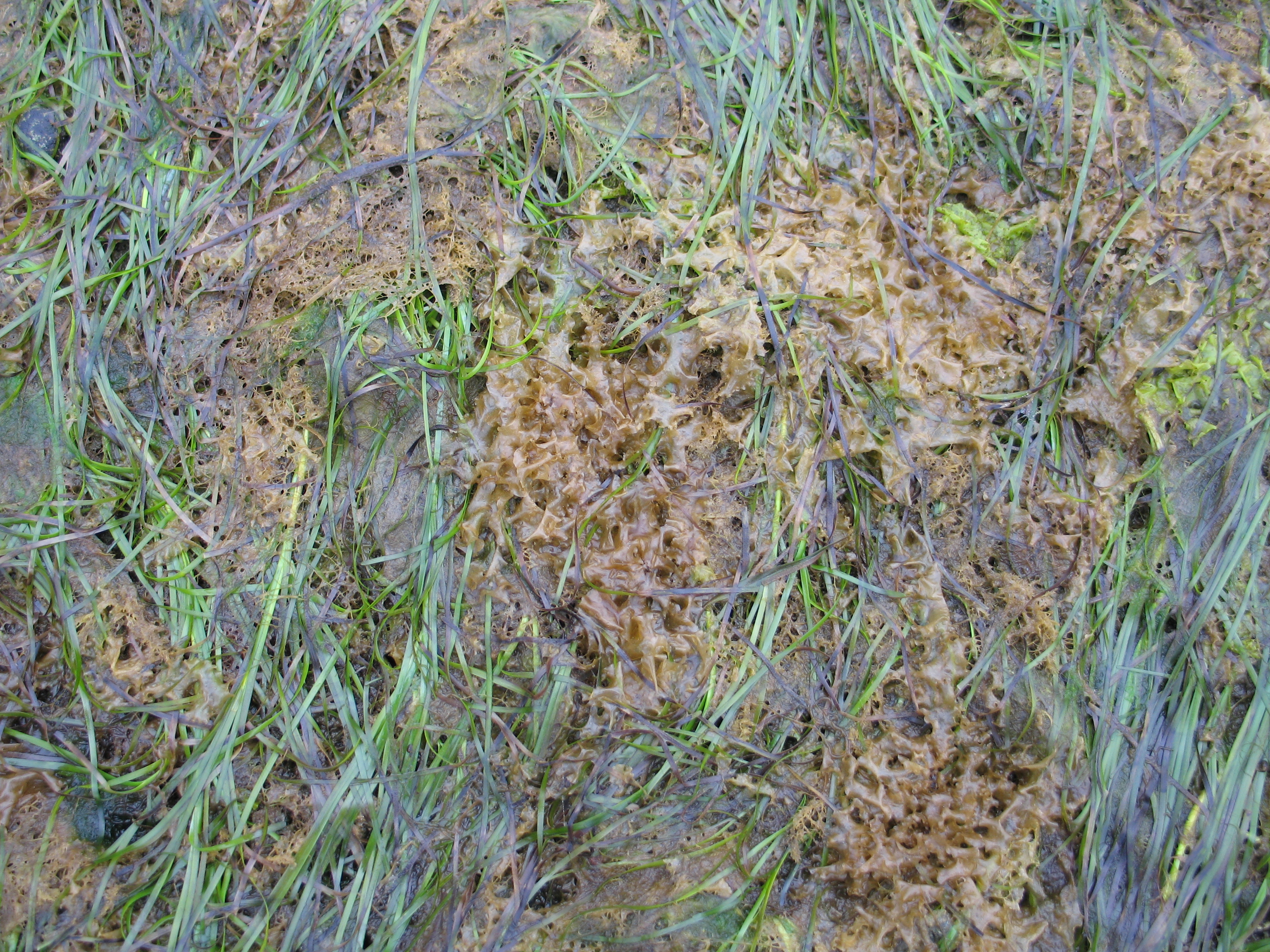 Punctaria lobata – M. Lindeberg · Southeast Alaska · June 2008