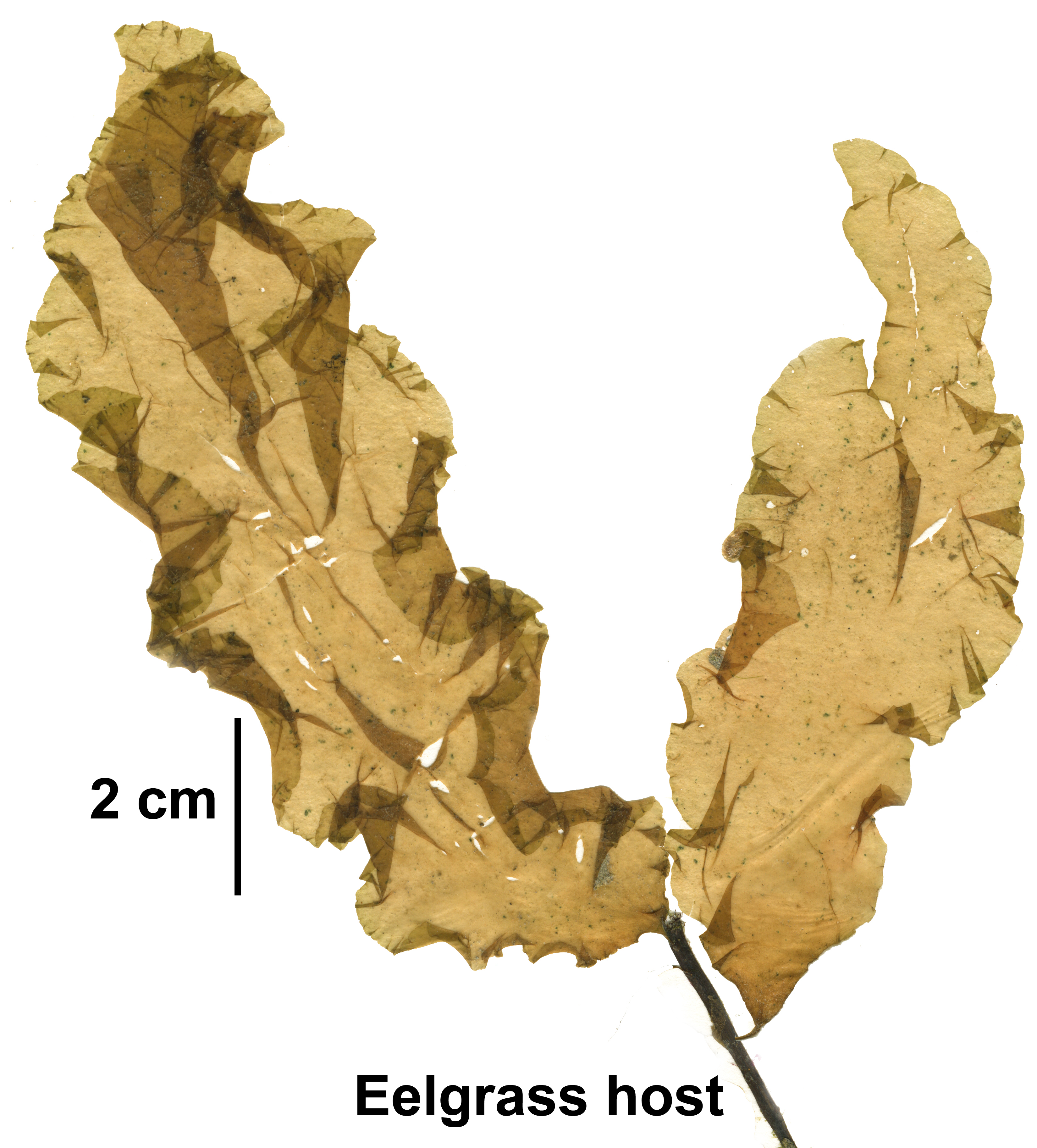 Punctaria lobata