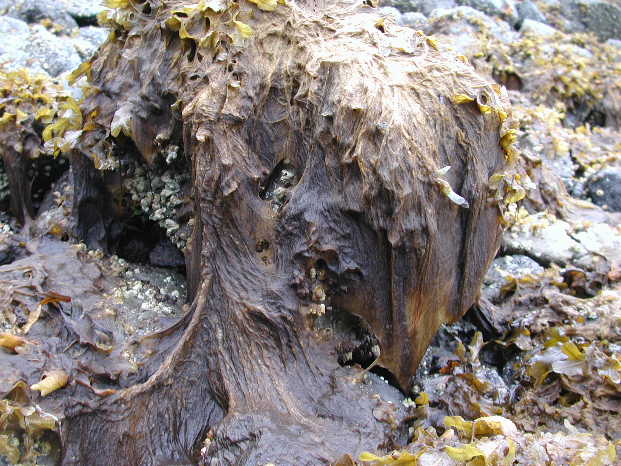 Pylaiella sp. – M. Lindeberg · Southeast Alaska · June 2006