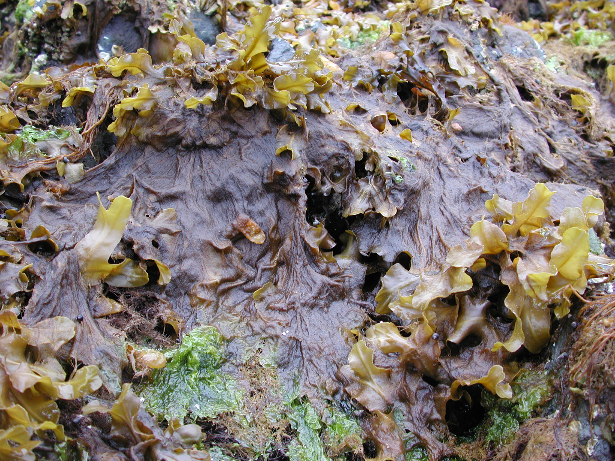 Pylaiella sp. – M. Lindeberg · Southeast Alaska · June 2006