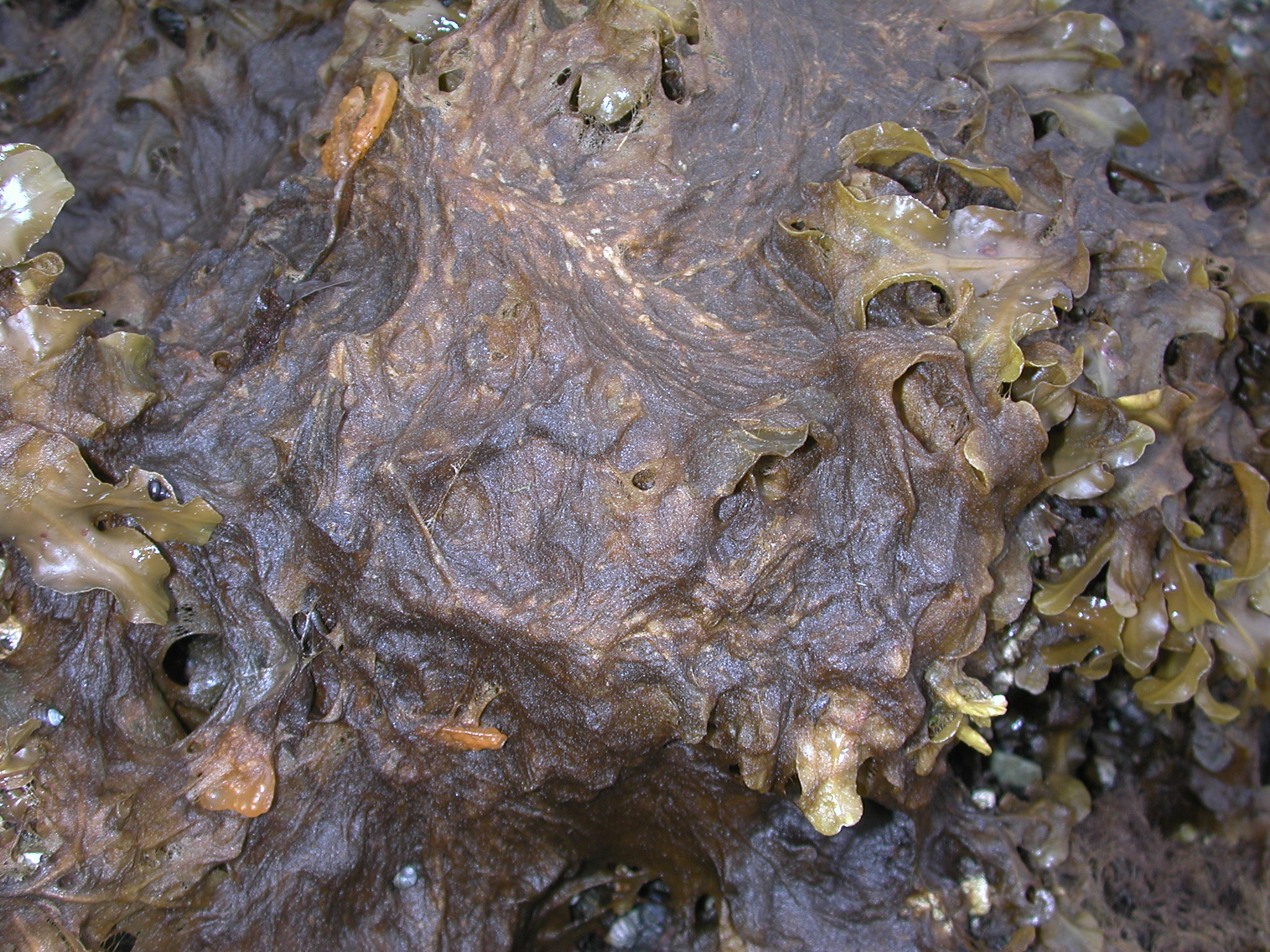 Pylaiella sp. – M. Lindeberg · Southeast Alaska · June 2006