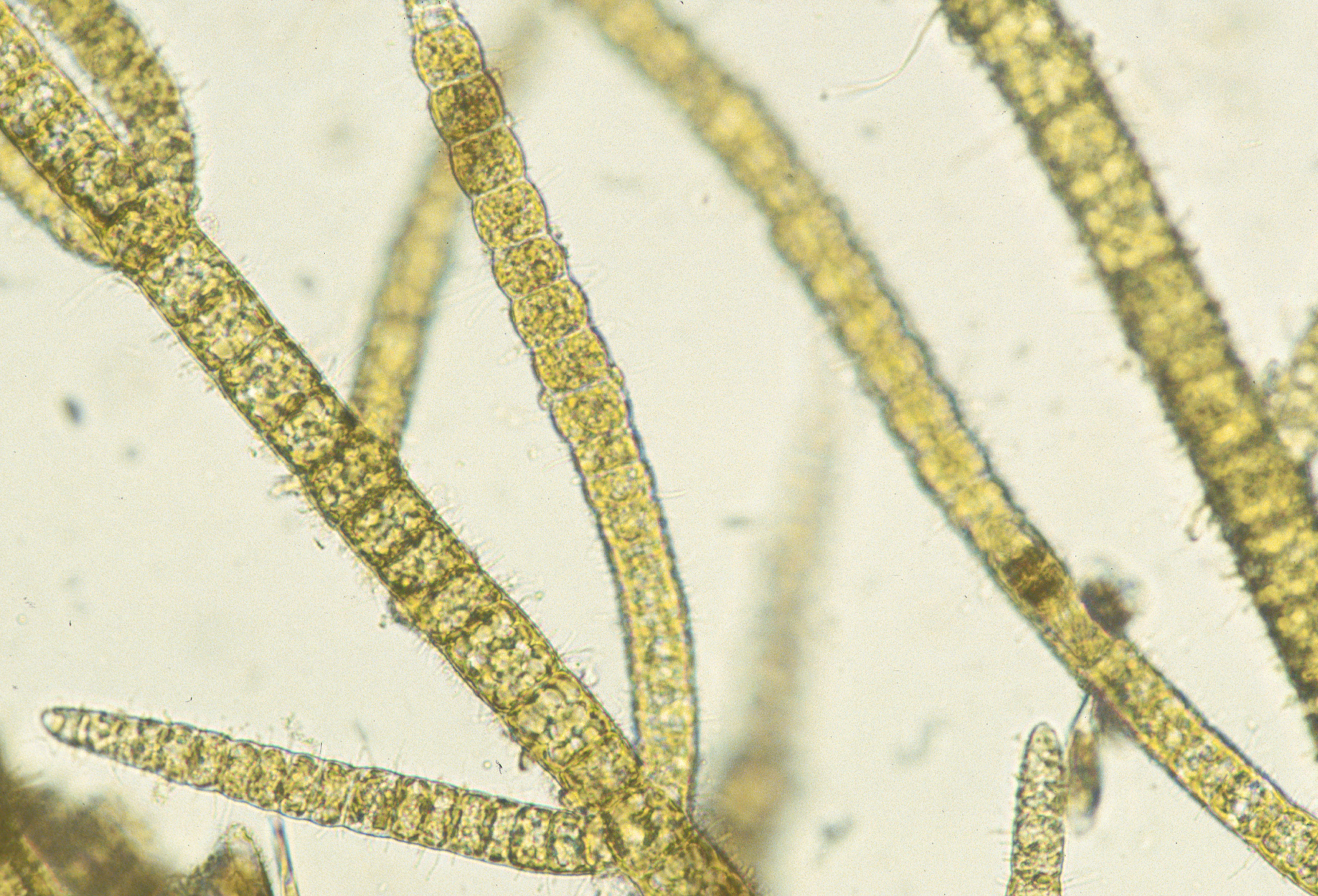 Pylaiella sp. – M. Lindeberg · Cook Inlet