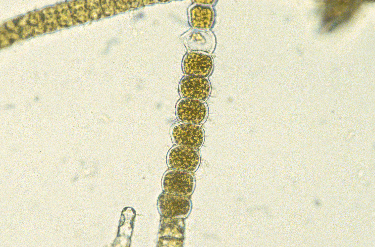Pylaiella sp. – M. Lindeberg · Cook Inlet