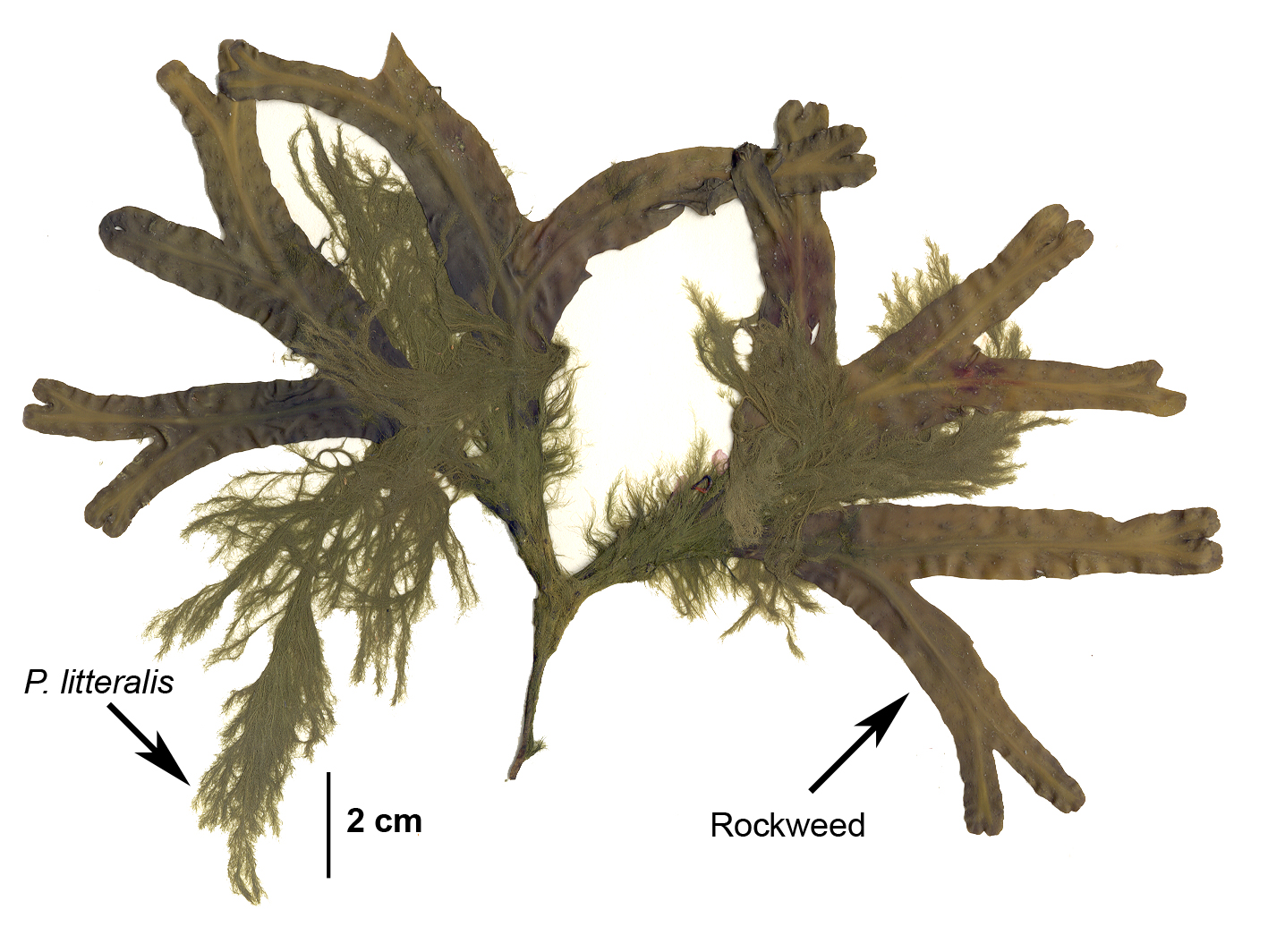 Pylaiella sp. – M. Lindeberg · Prince William Sound · June 1998
