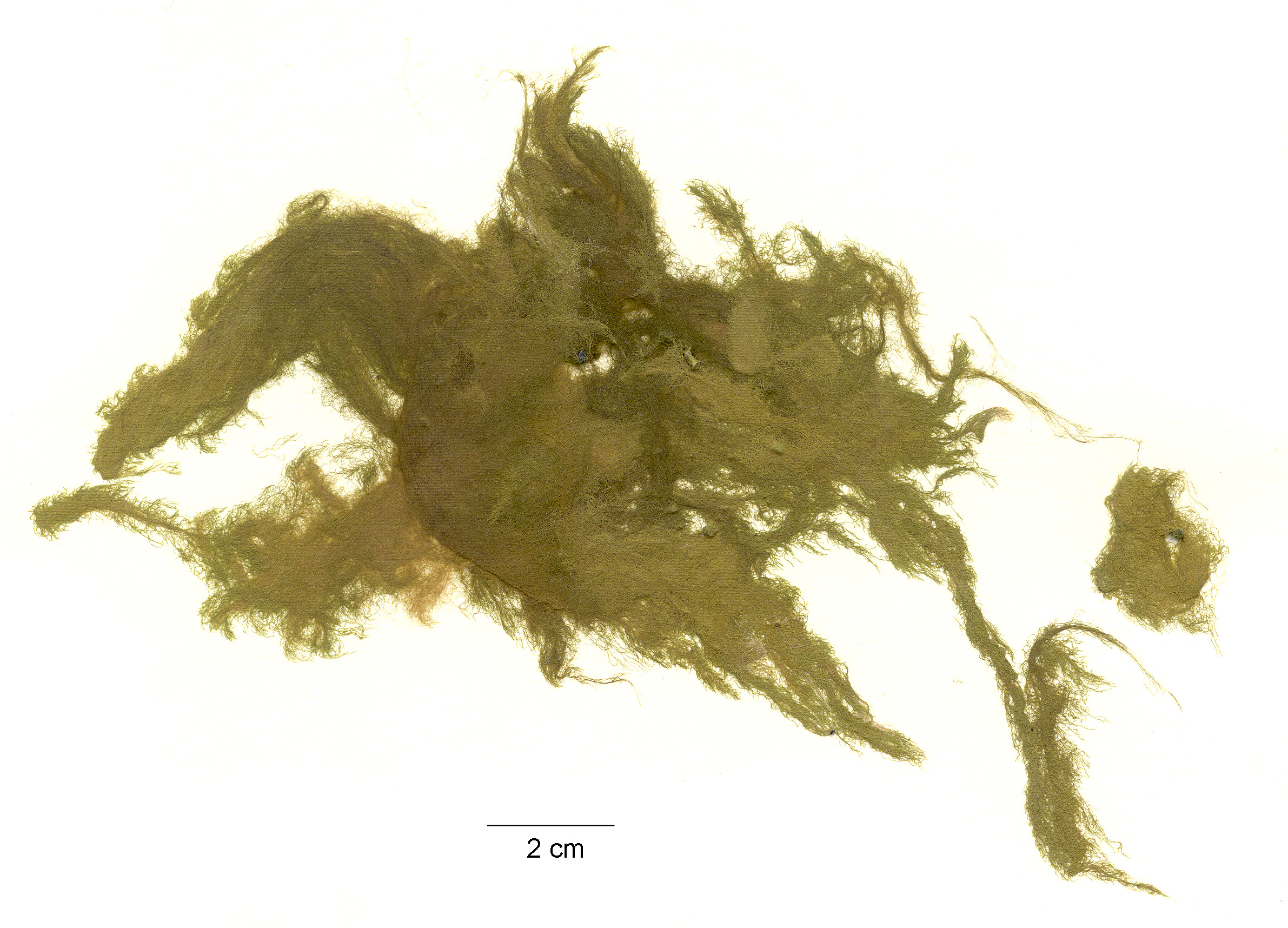 Pylaiella sp.